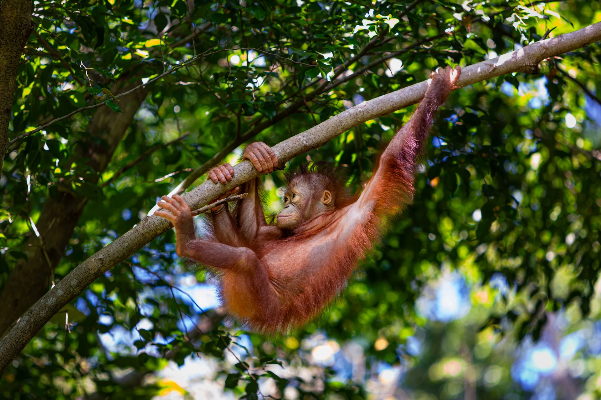 Borneo