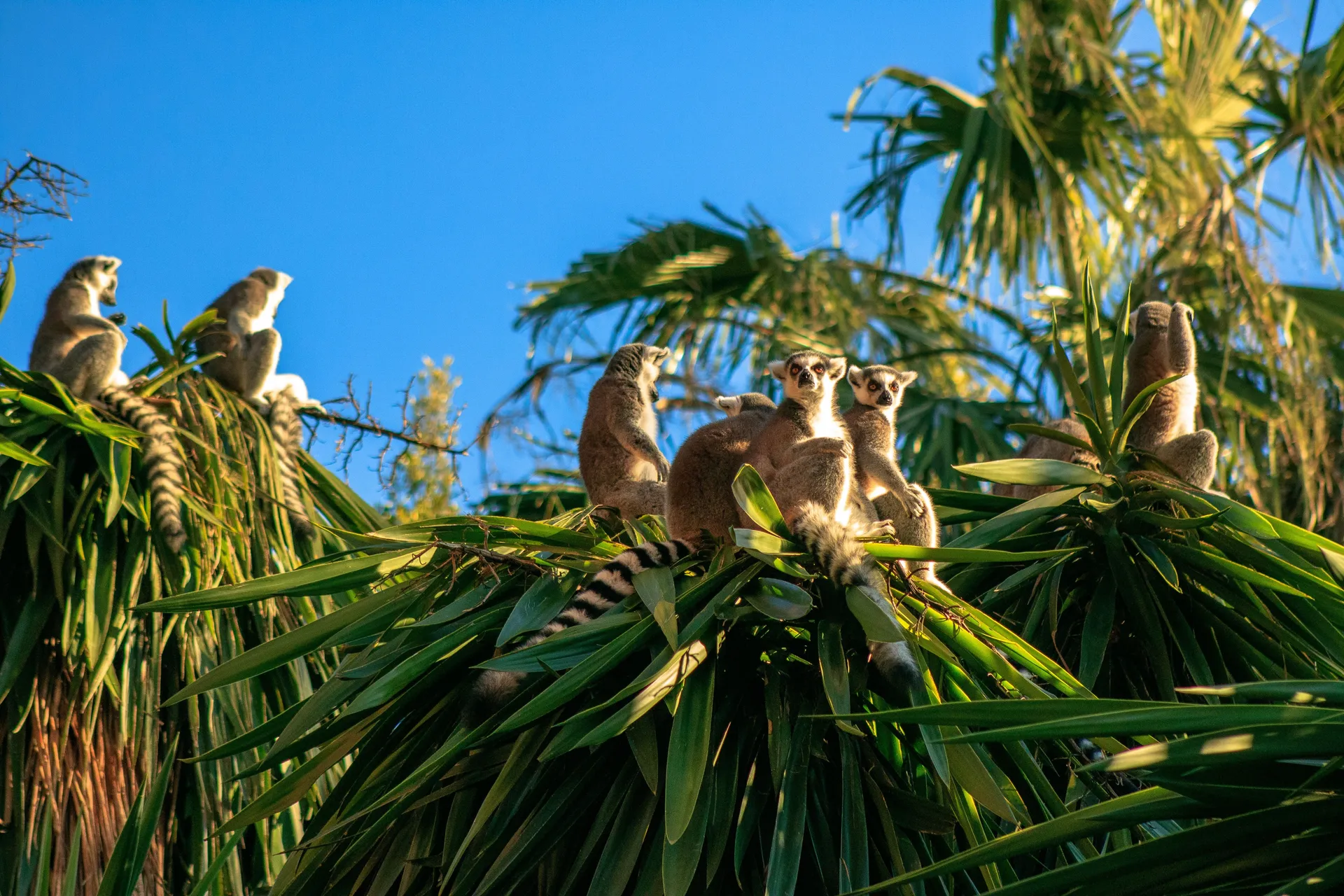 Madagascar