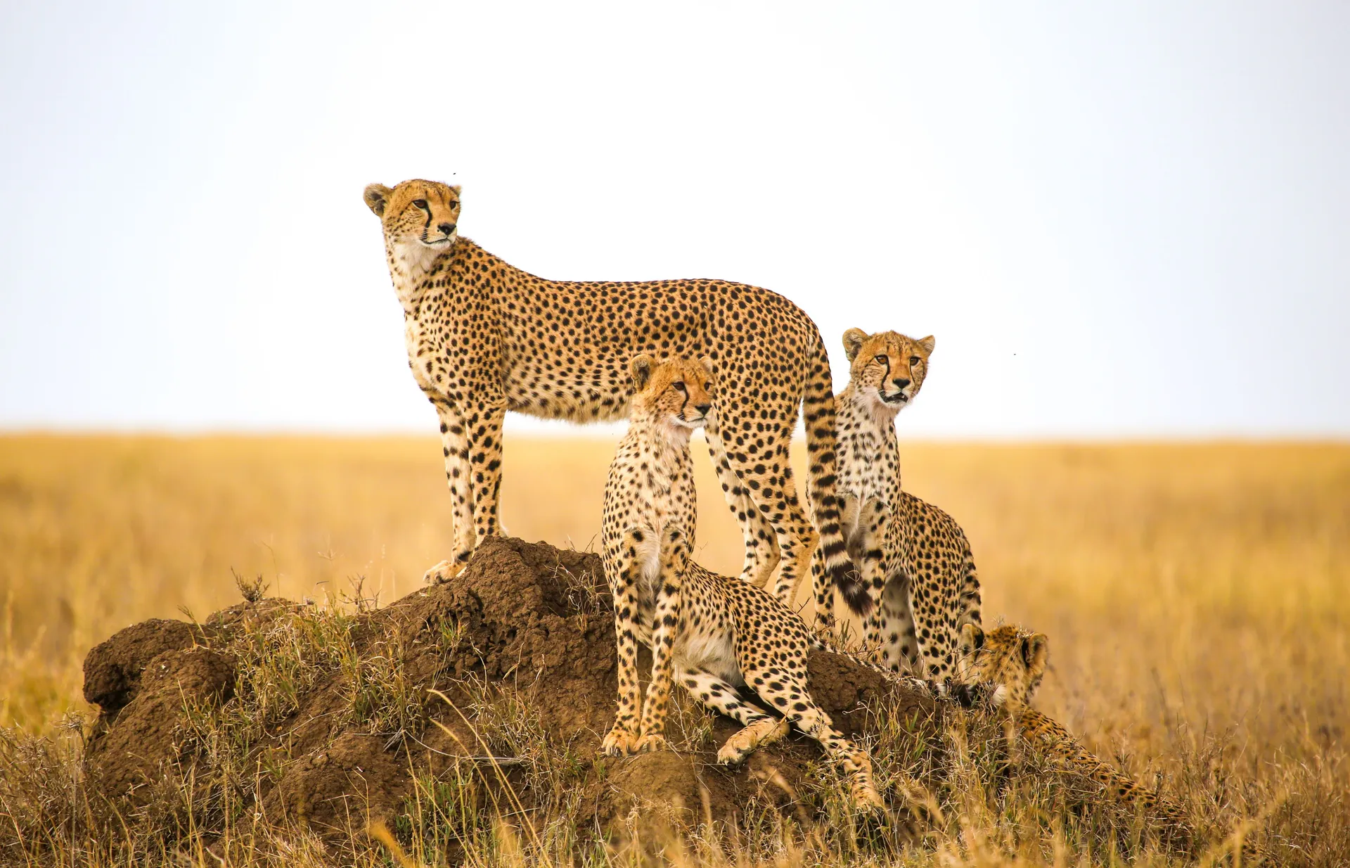 Tanzania