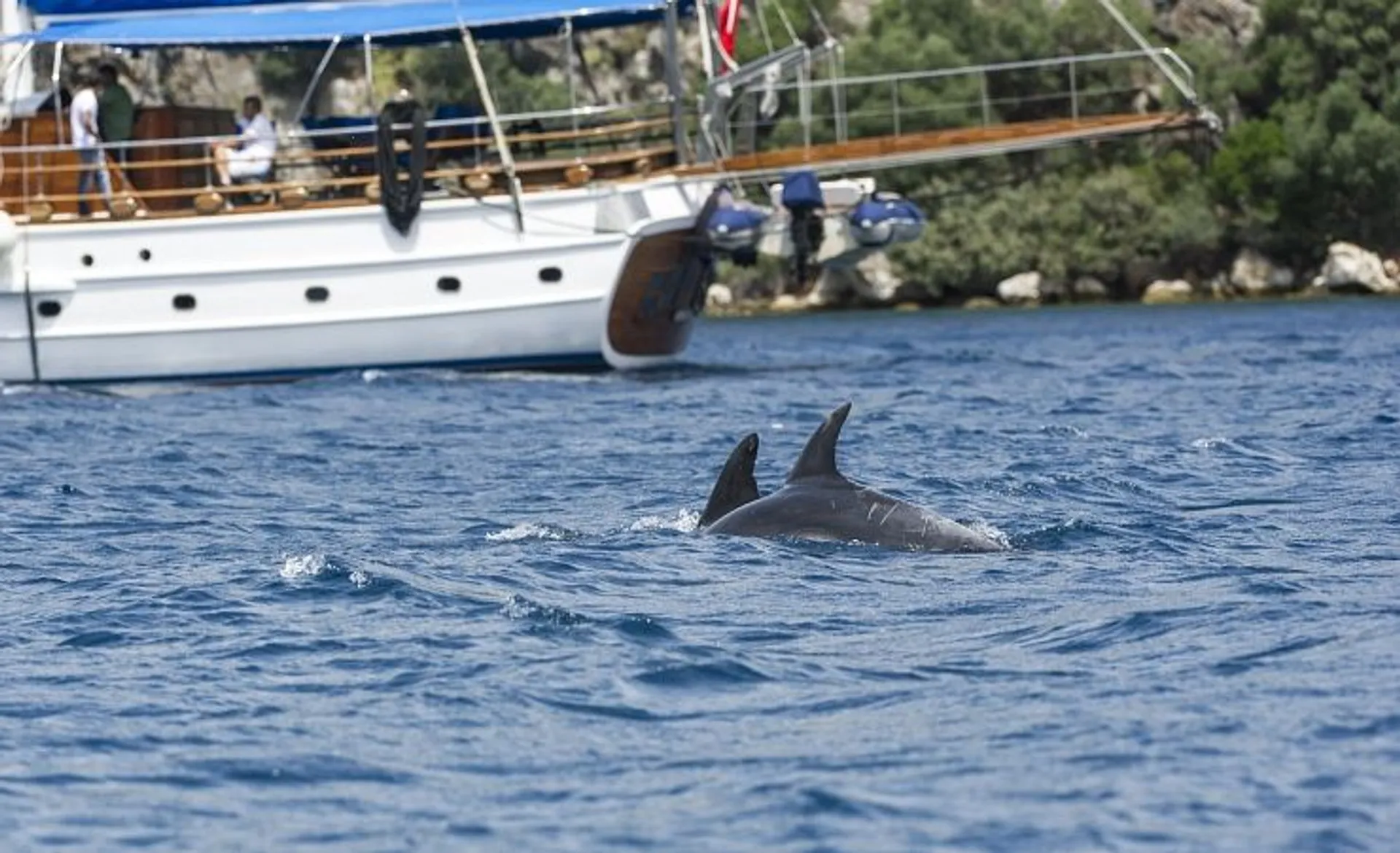 Club Adakoy Resort - Dolphin