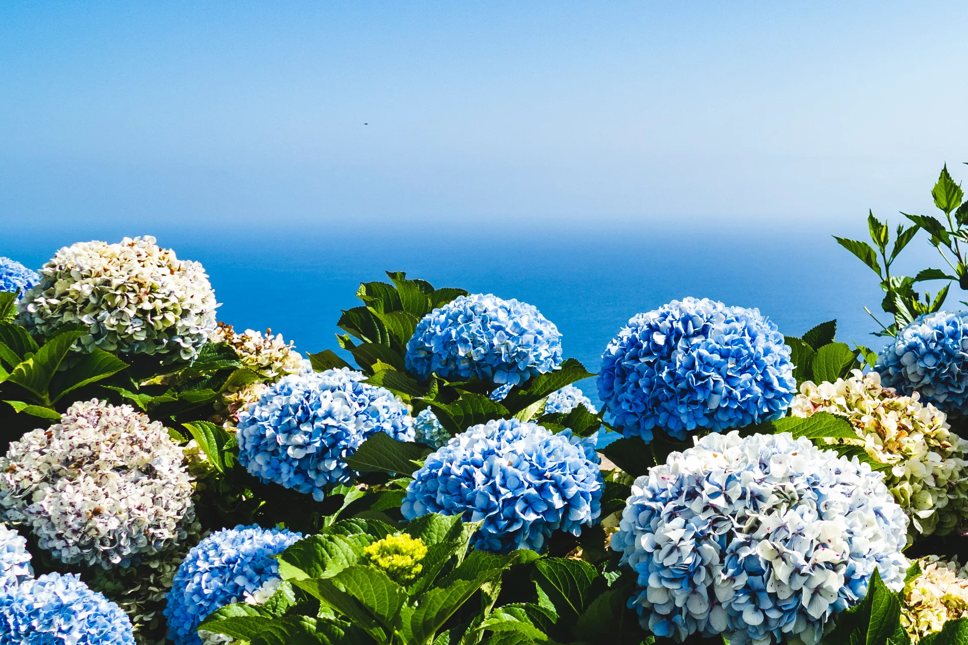 Madeira