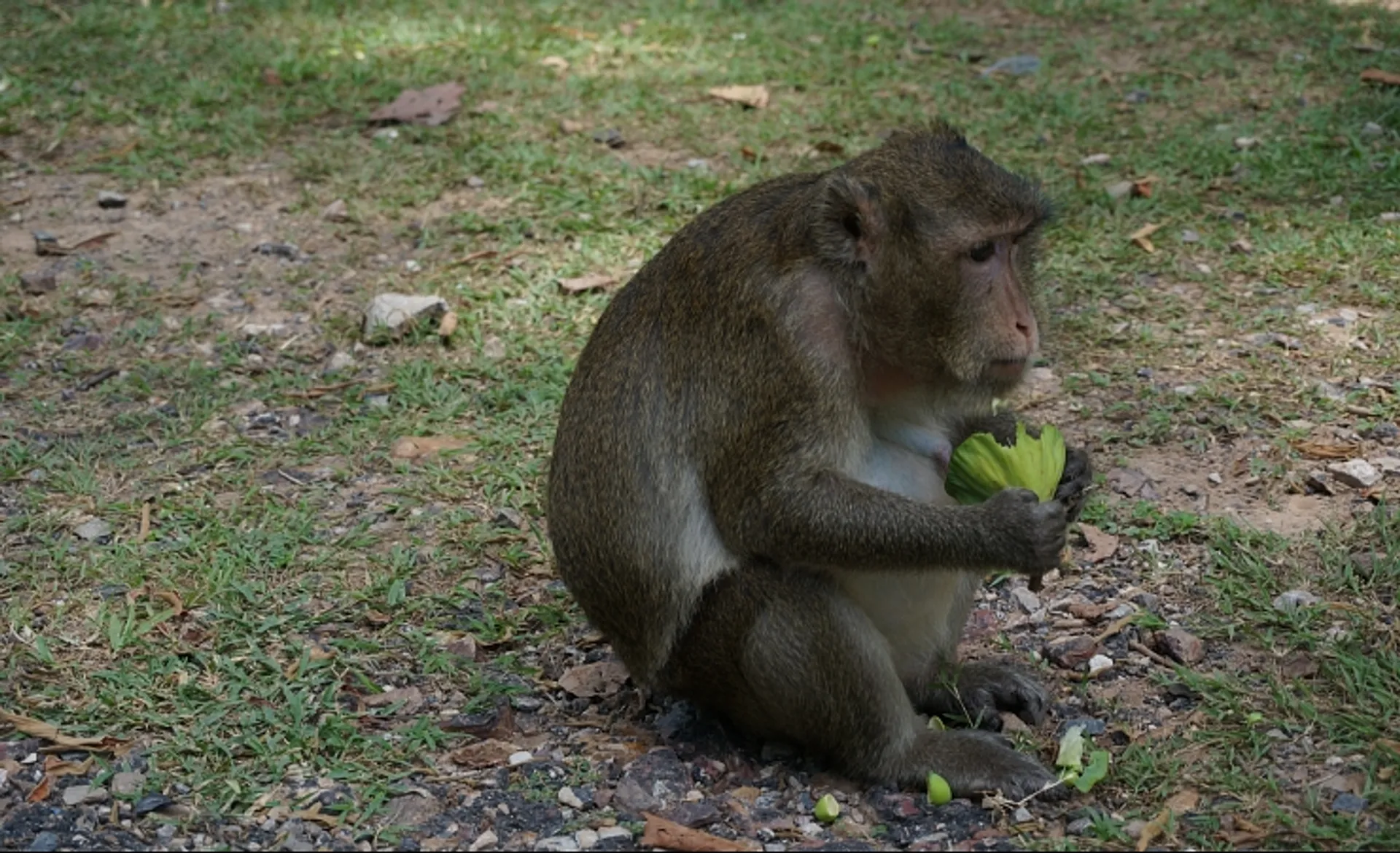 Monkey