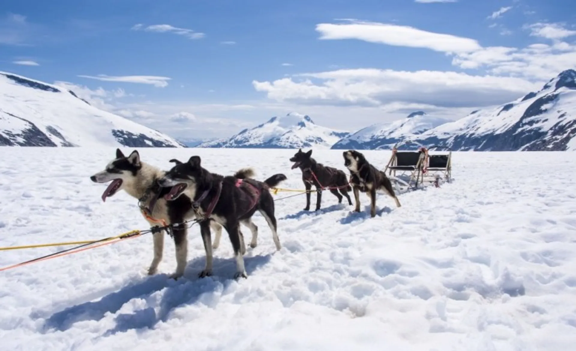 Alaska Husky Sledding