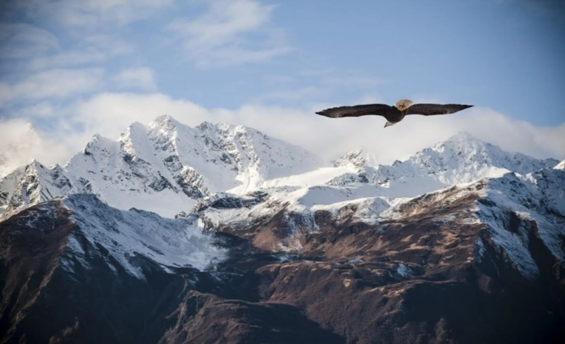Bald Eagle Against The Alaskan Mountain Peaks