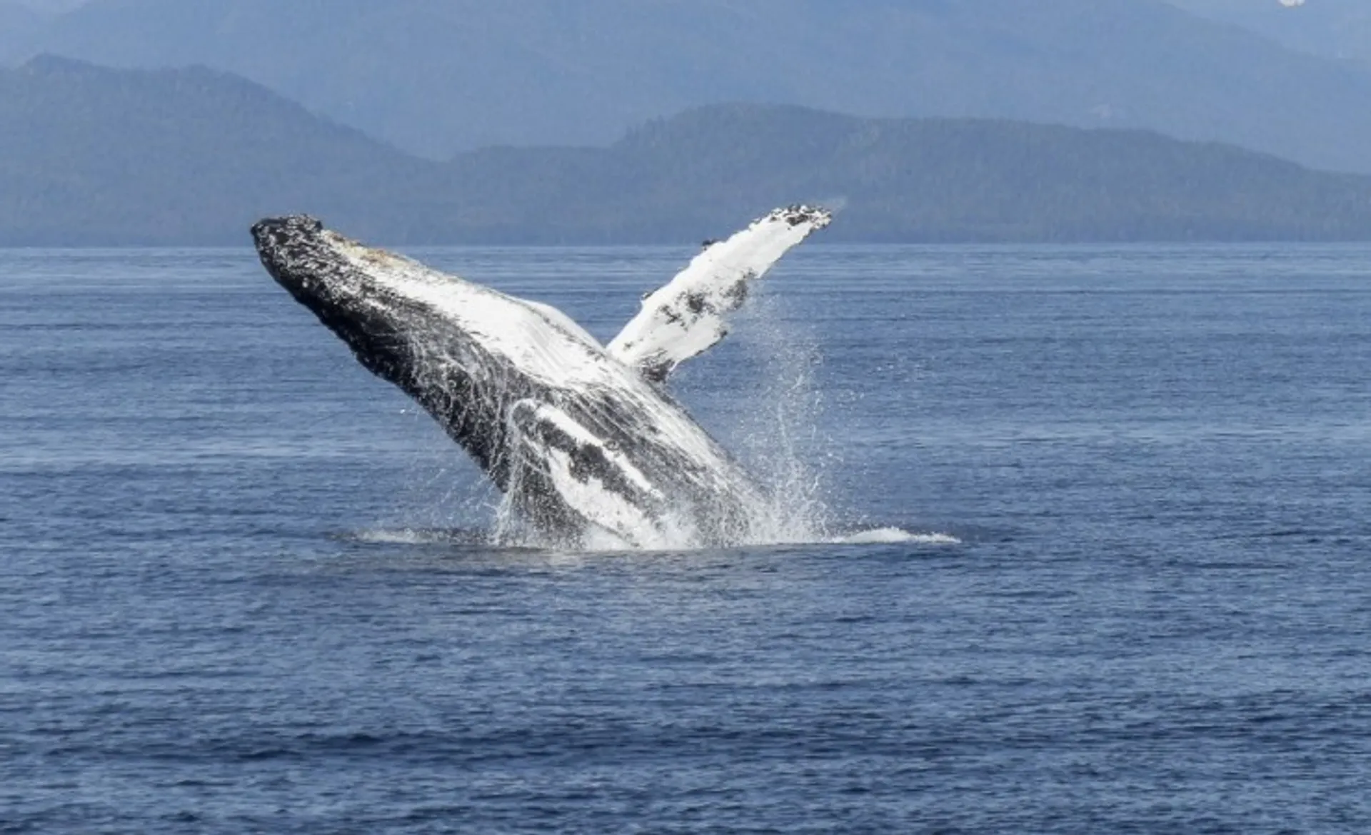 Breaching Humback Whale