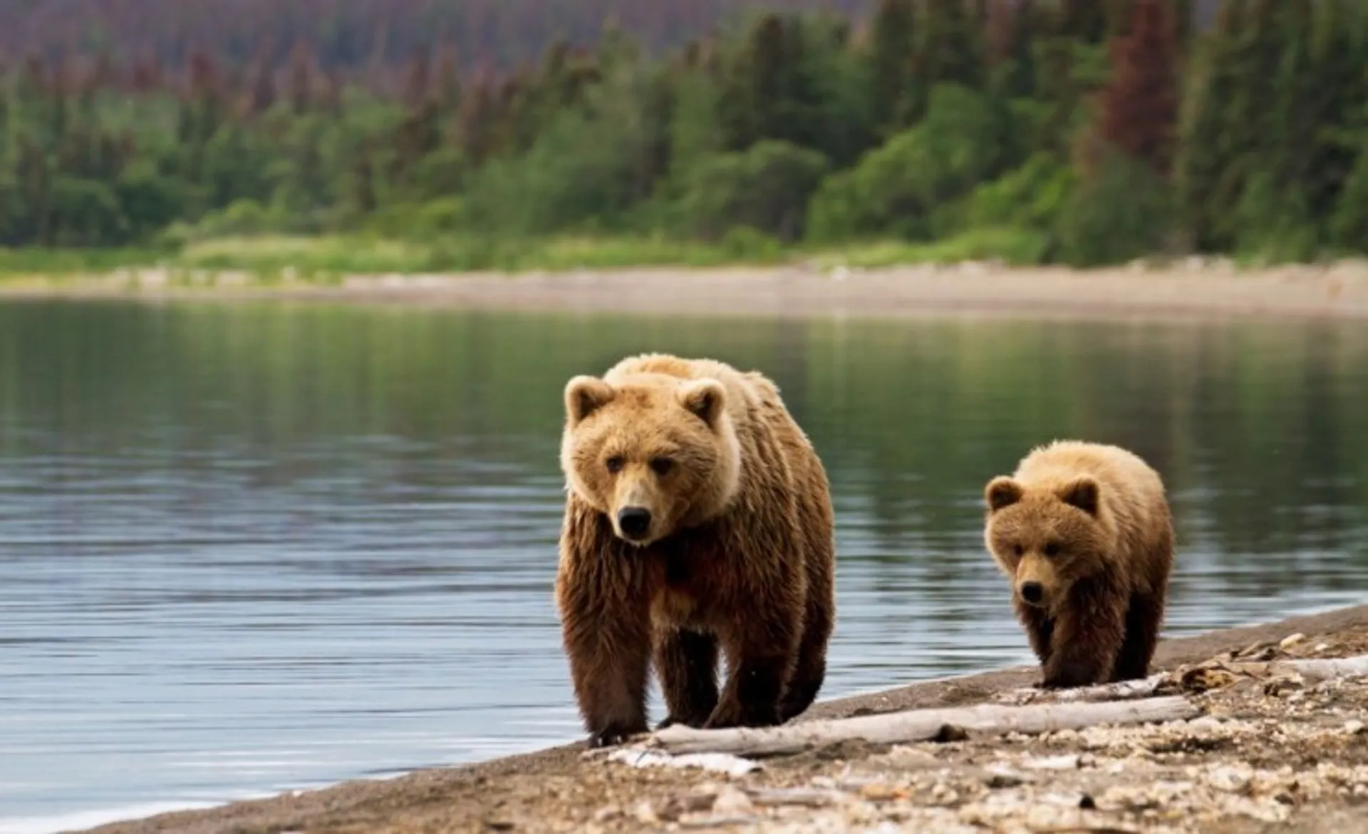 Grizzly Bears Glacier National Park