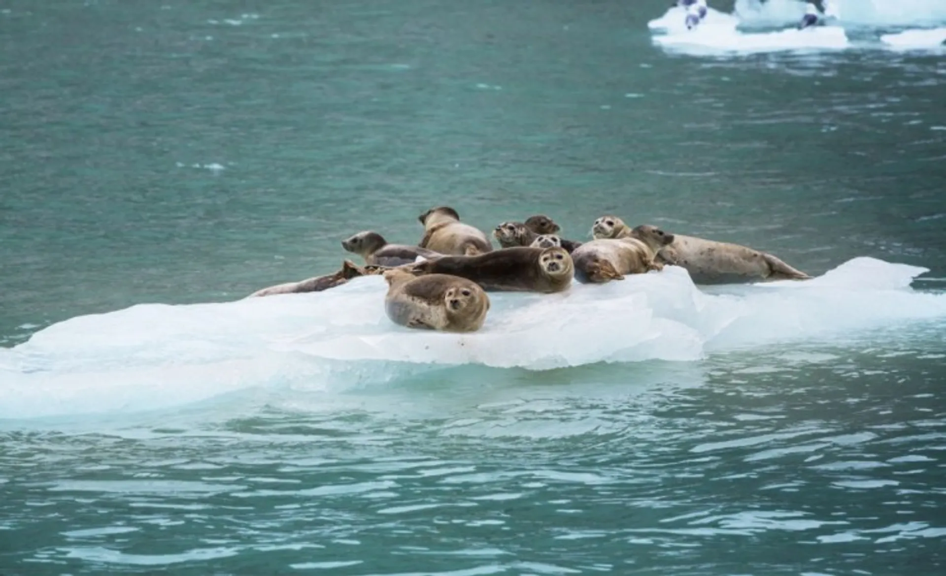 Harbor Seals In Alaska