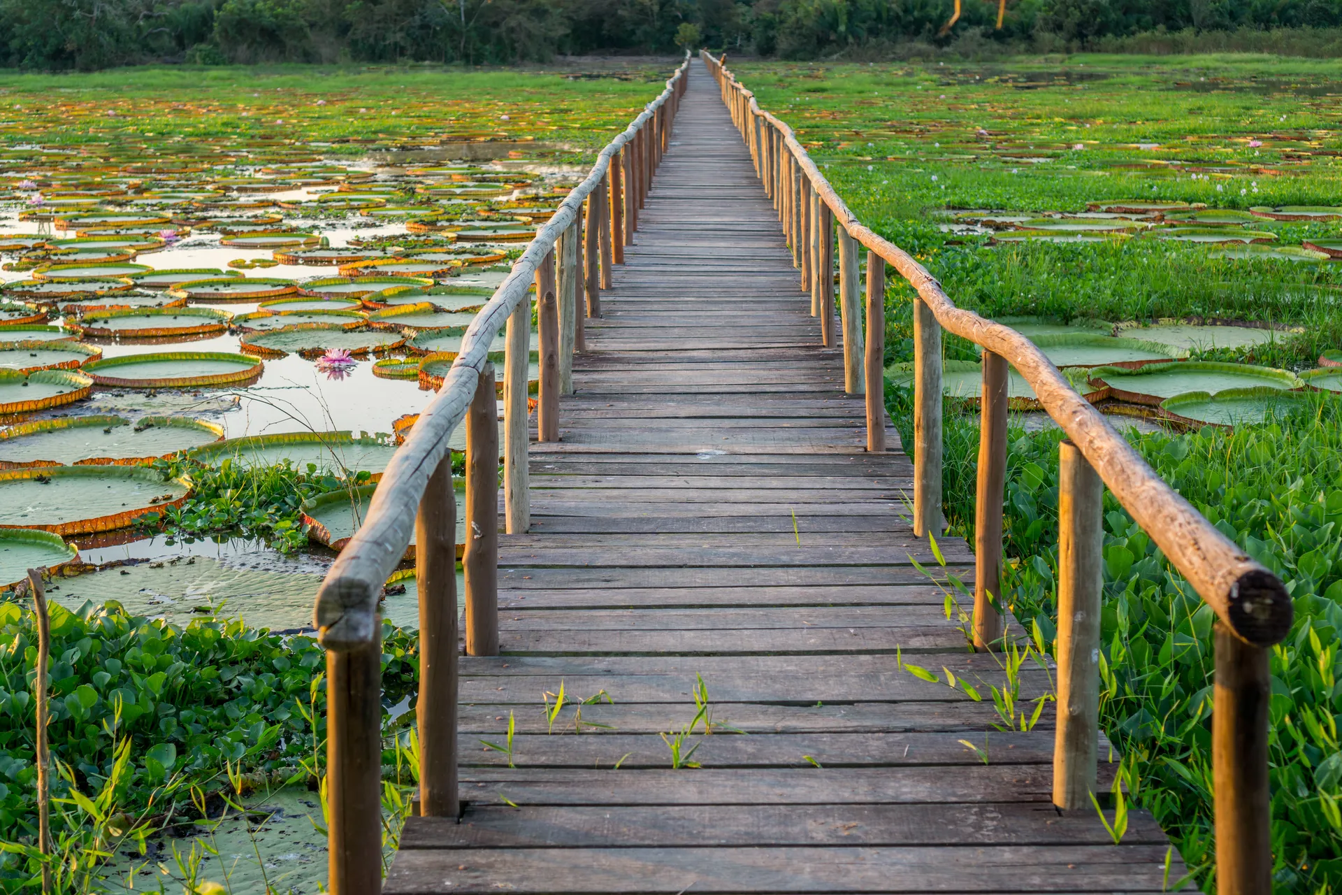 Highlights of Brazil with Wildlife of the Pantanal Extension