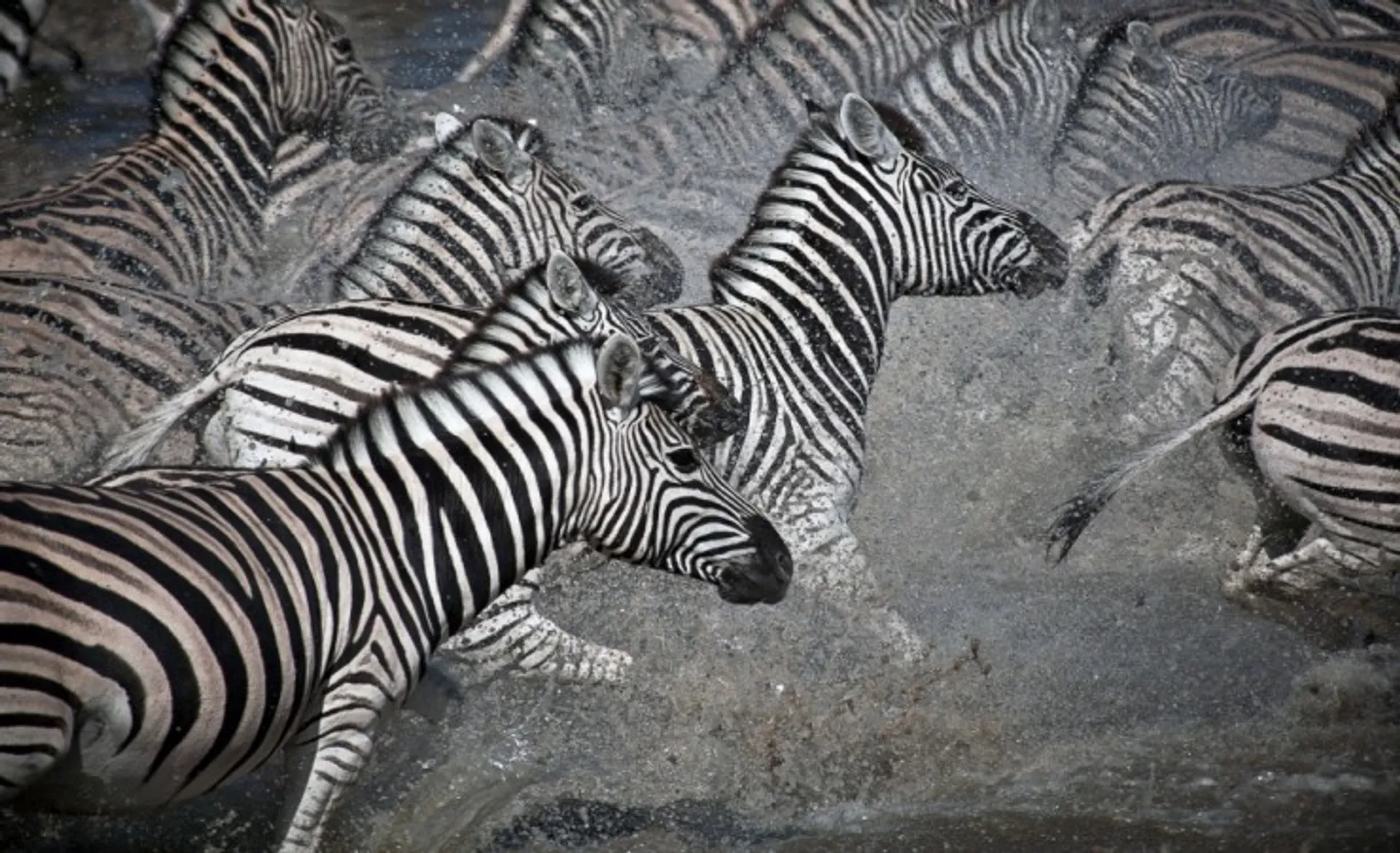 Zebra In Chobe National Park