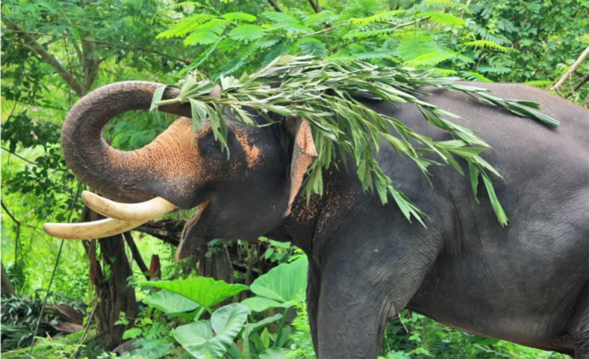Asian Elephant Thekkady