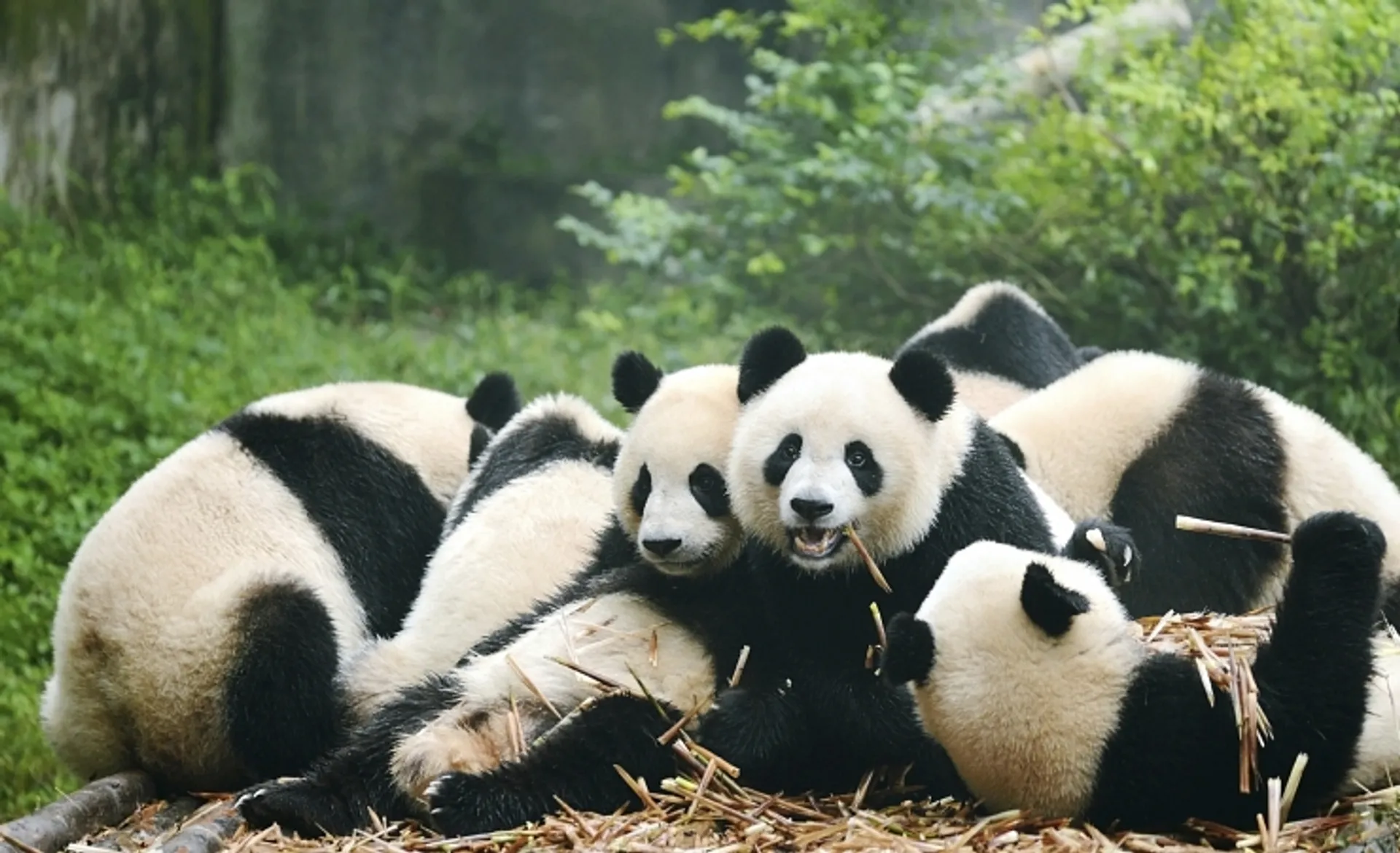 Giant Pandas