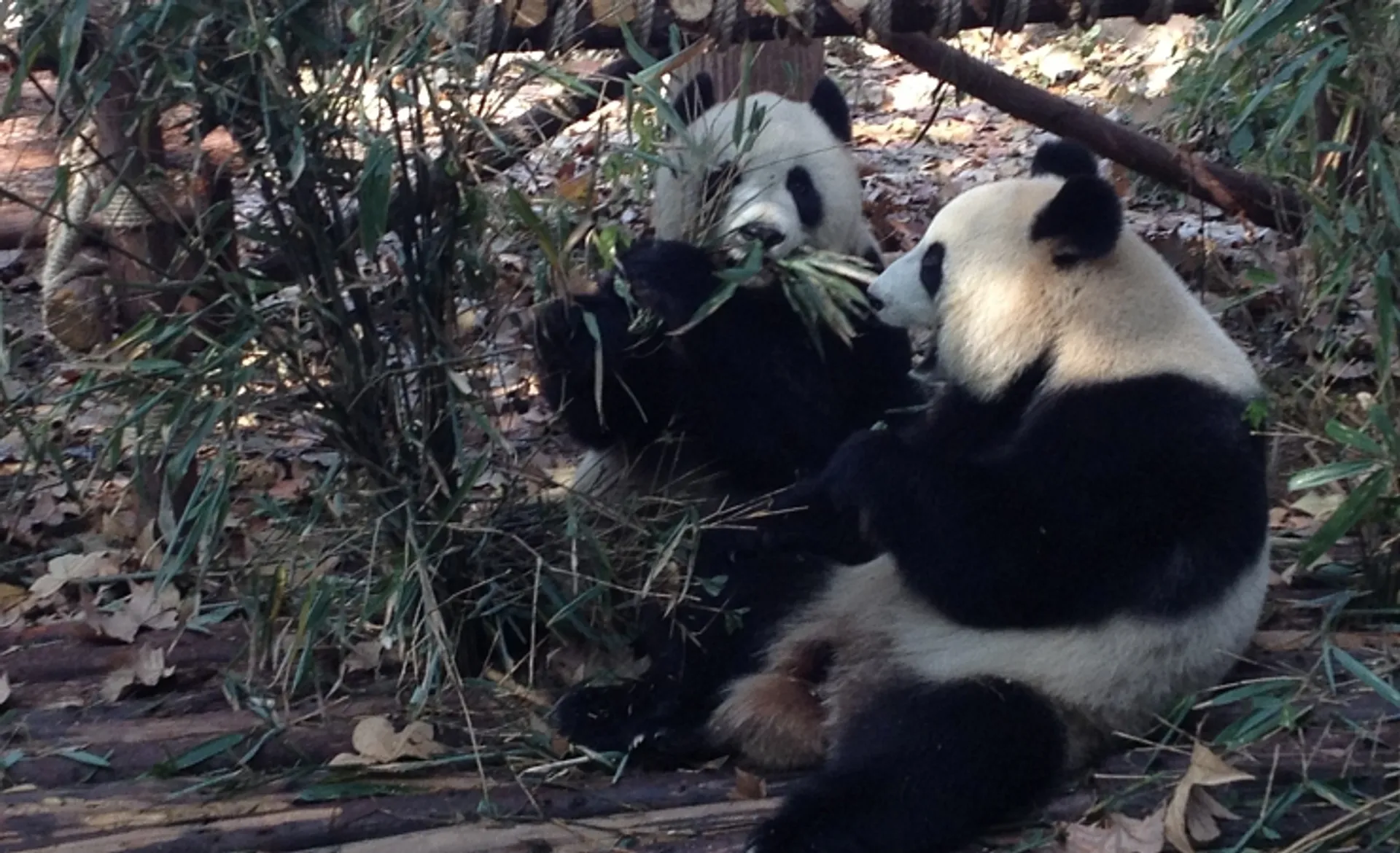 Pandas