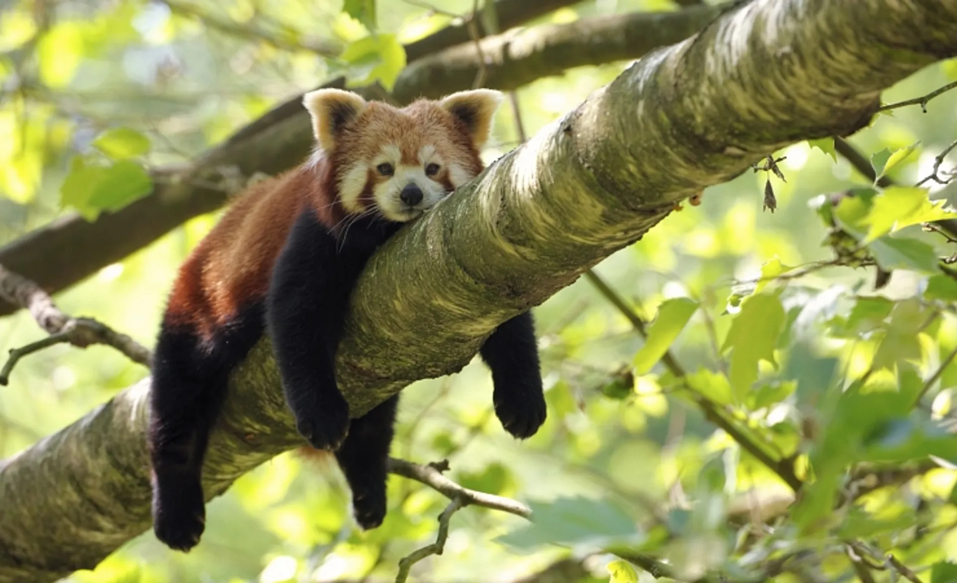 Red Panda