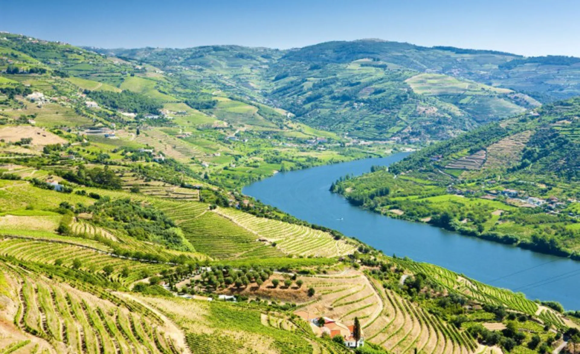Vineyards In The Douro Valley