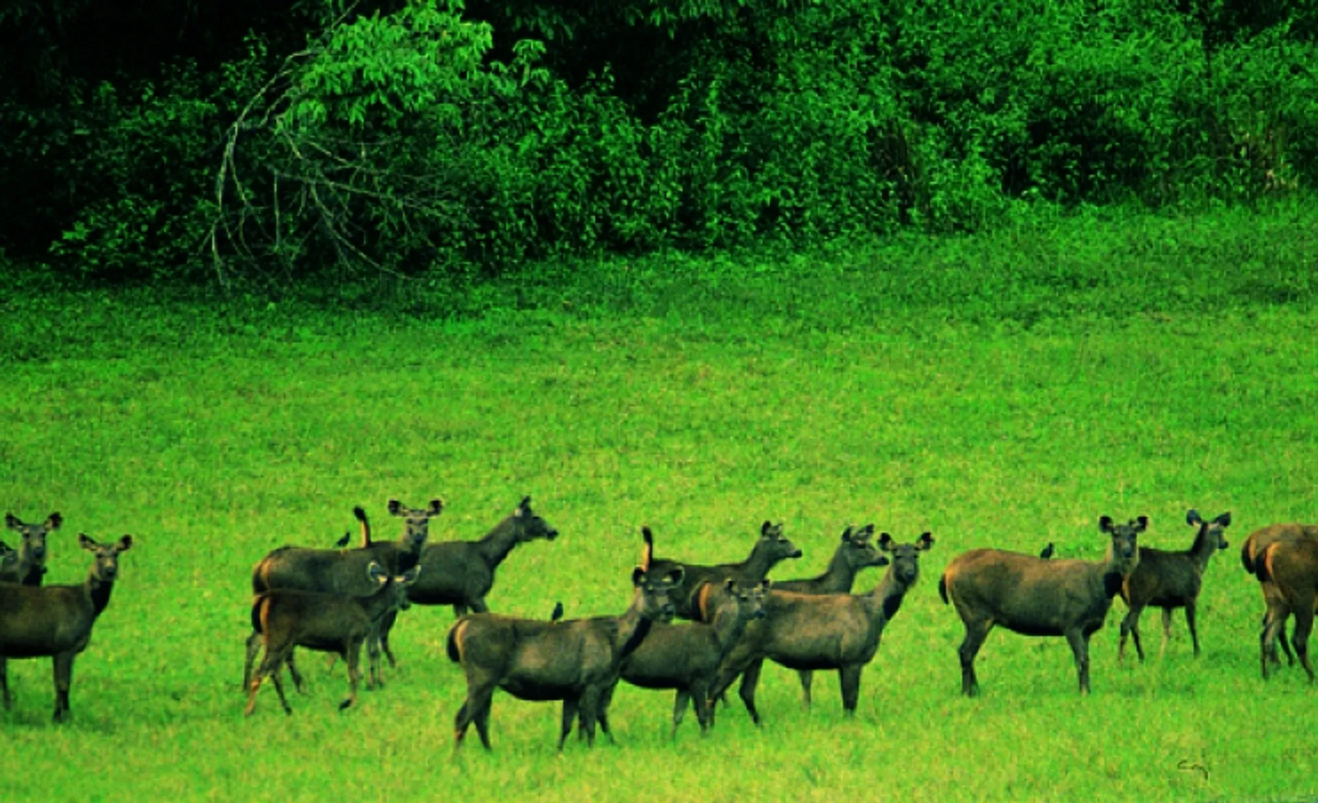 Deer