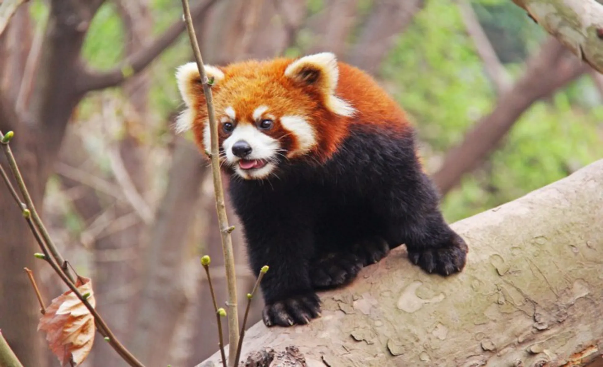 Red Panda
