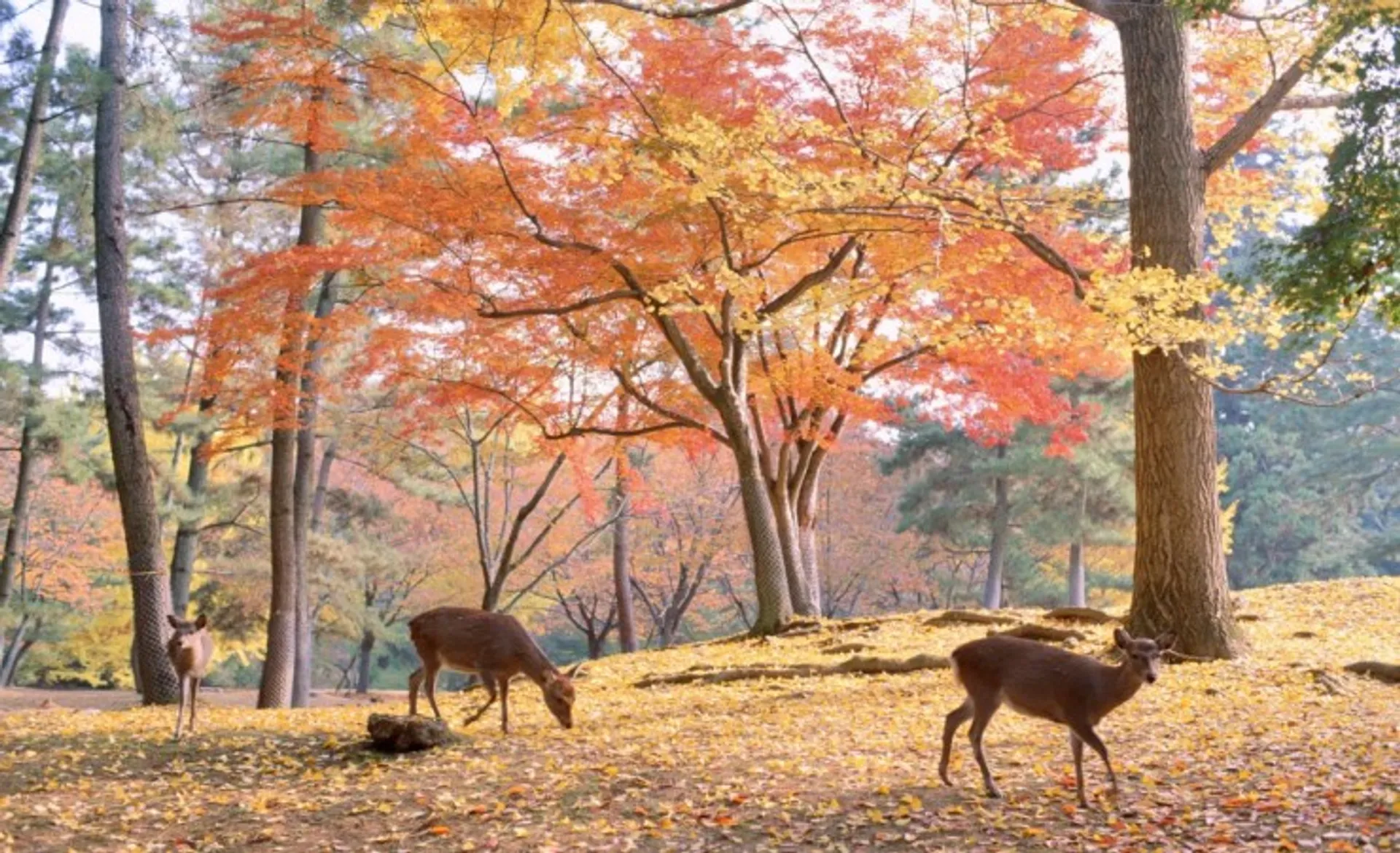 Nara Deer
