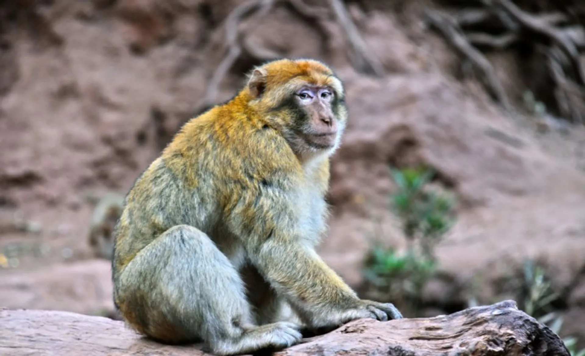 Barbary Macaque   Ouzoud Falls