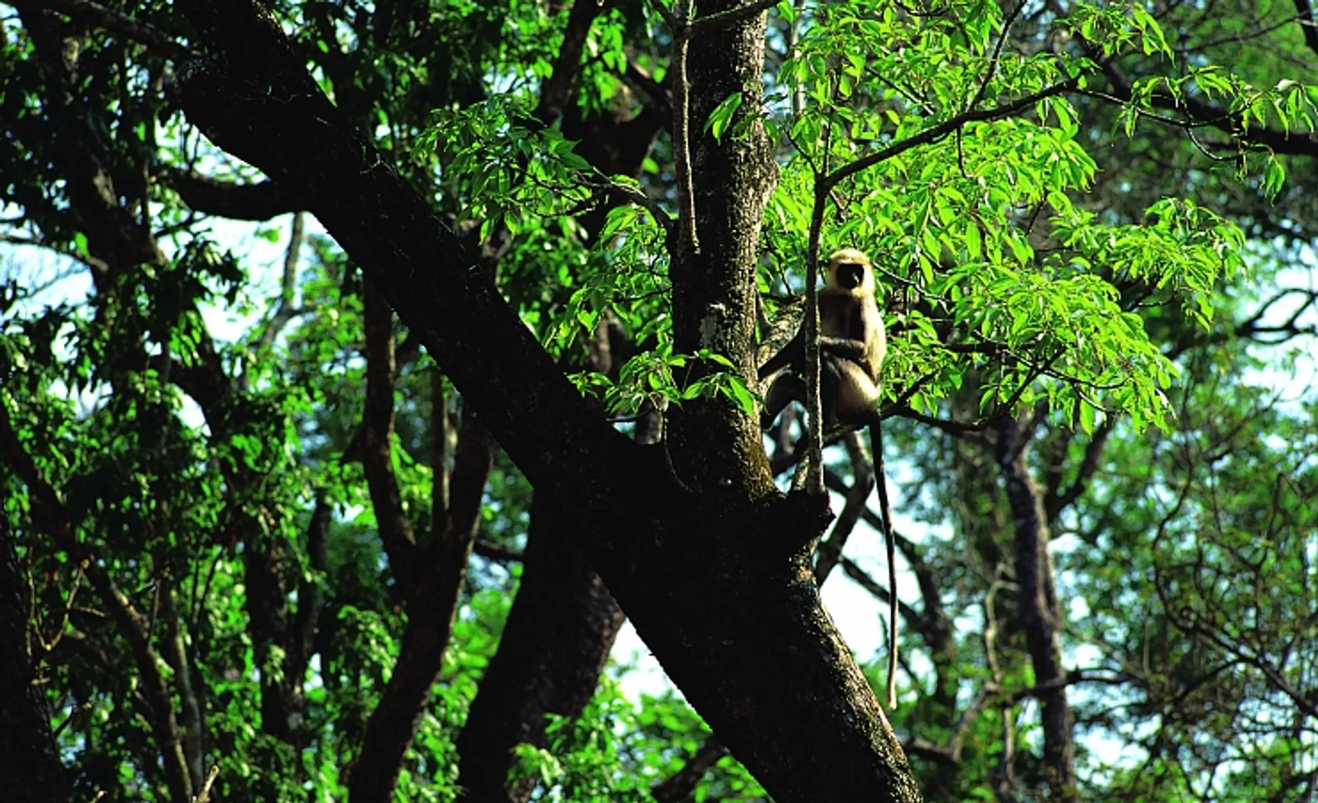 Monkey In Tree