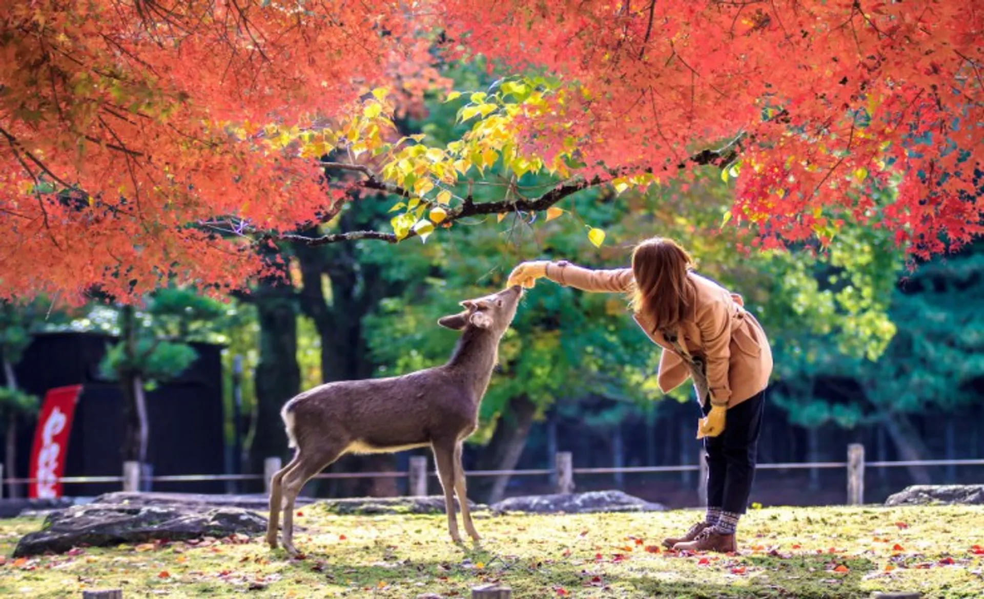 Deer At Nara Park