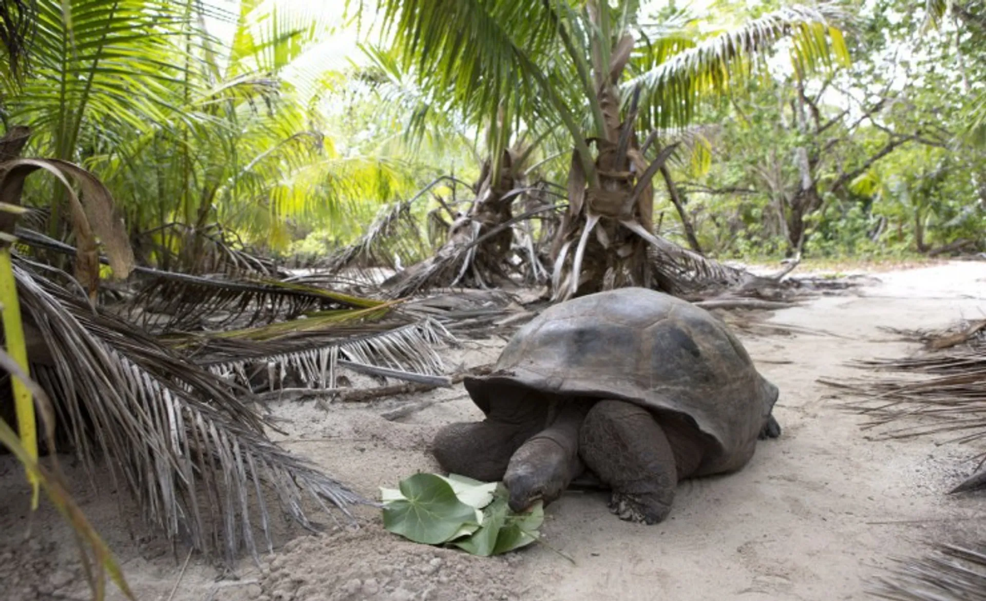 Giant Tortoise On Curieuse Island