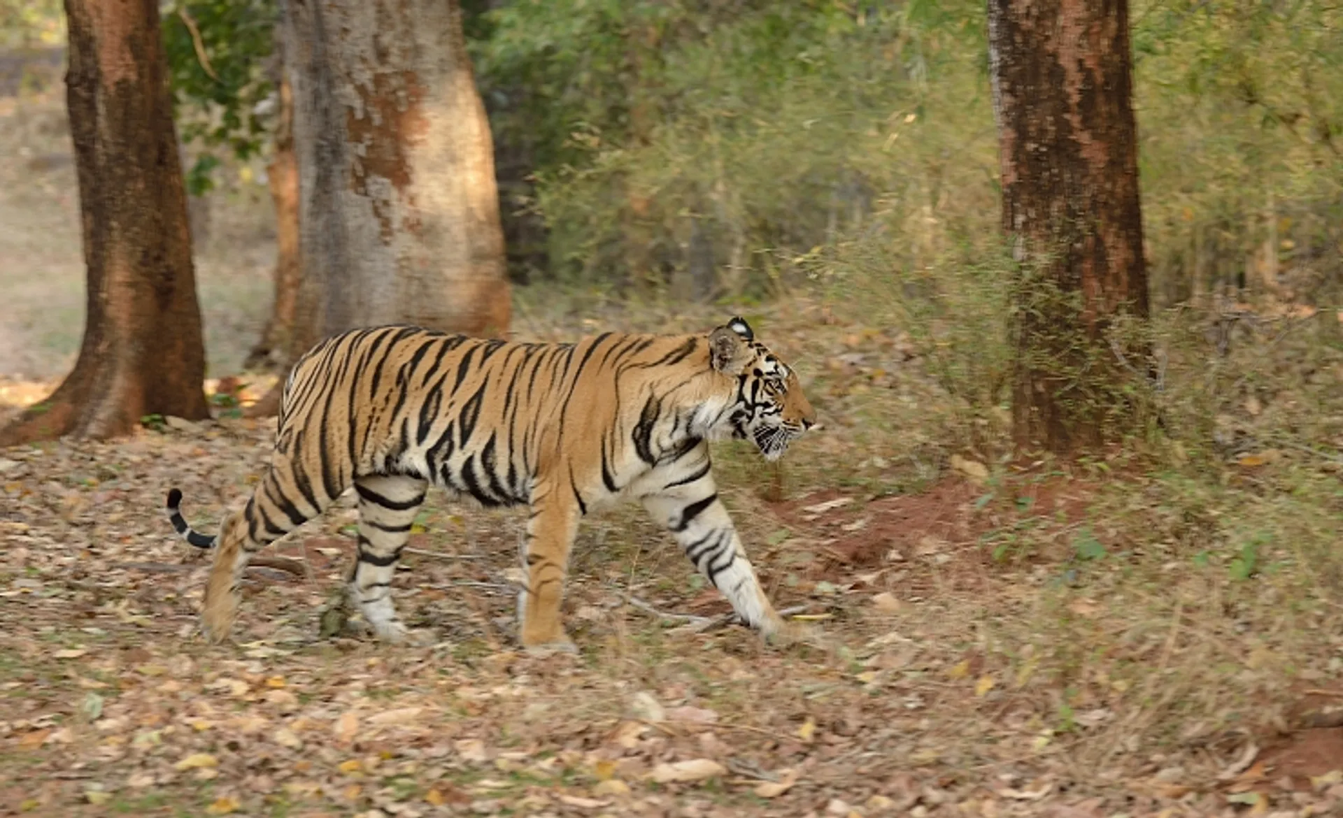 Tiger, Ranthambore