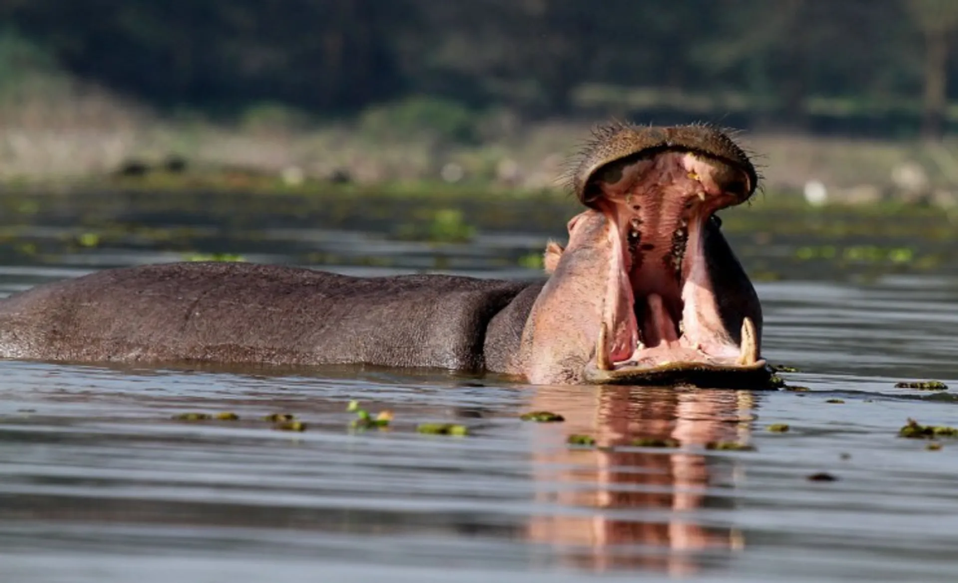 Hippopotamus   Masai Mara