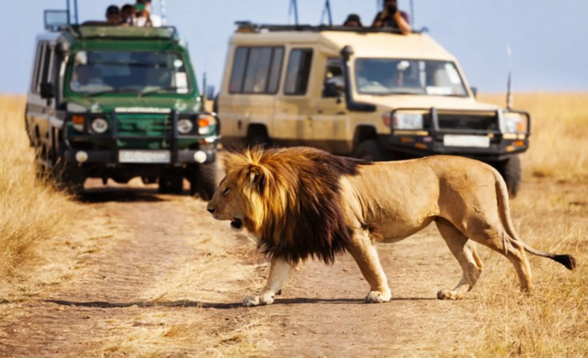 Lion At Masai Mara National Park