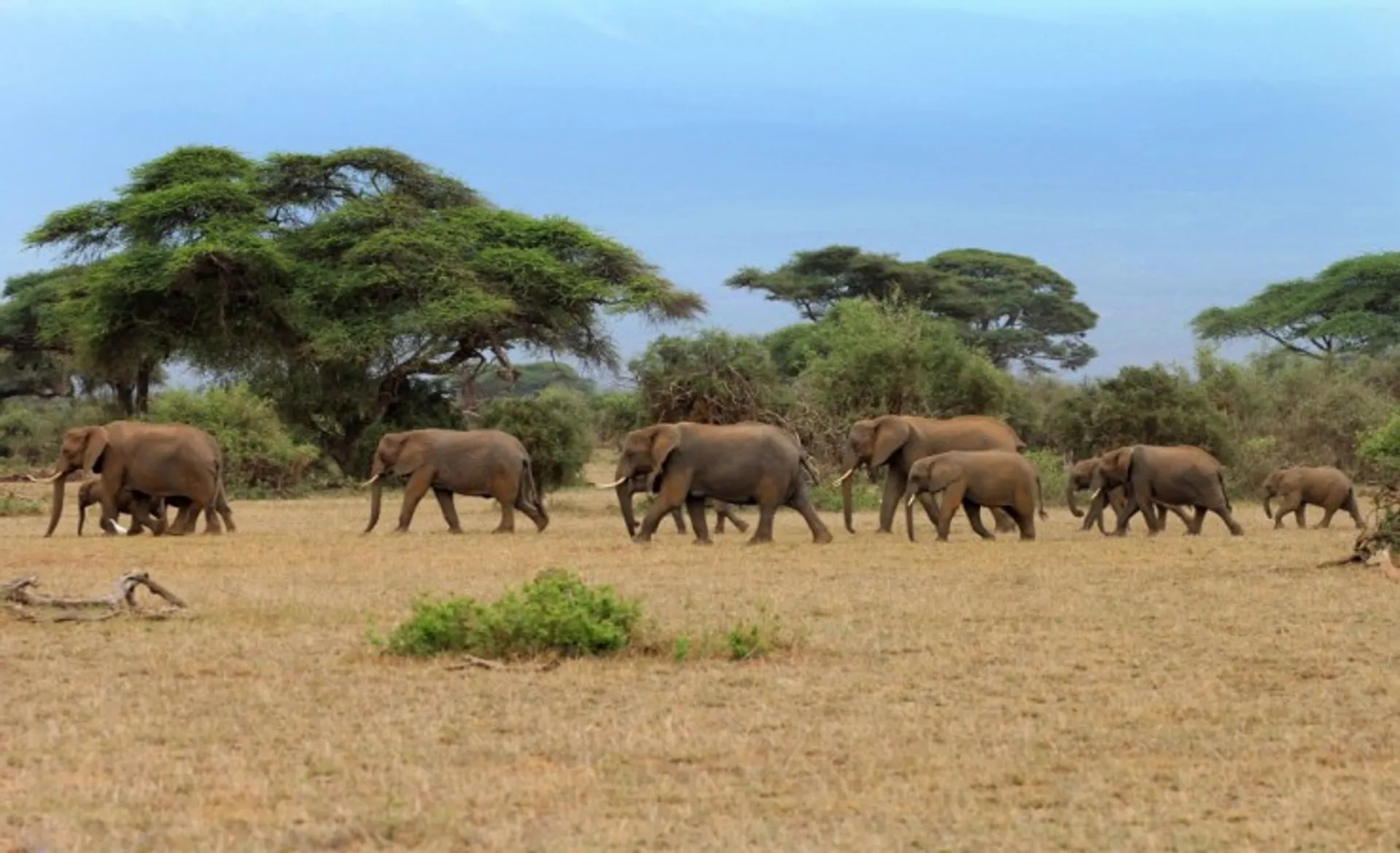 Elephant Herd Amboseli