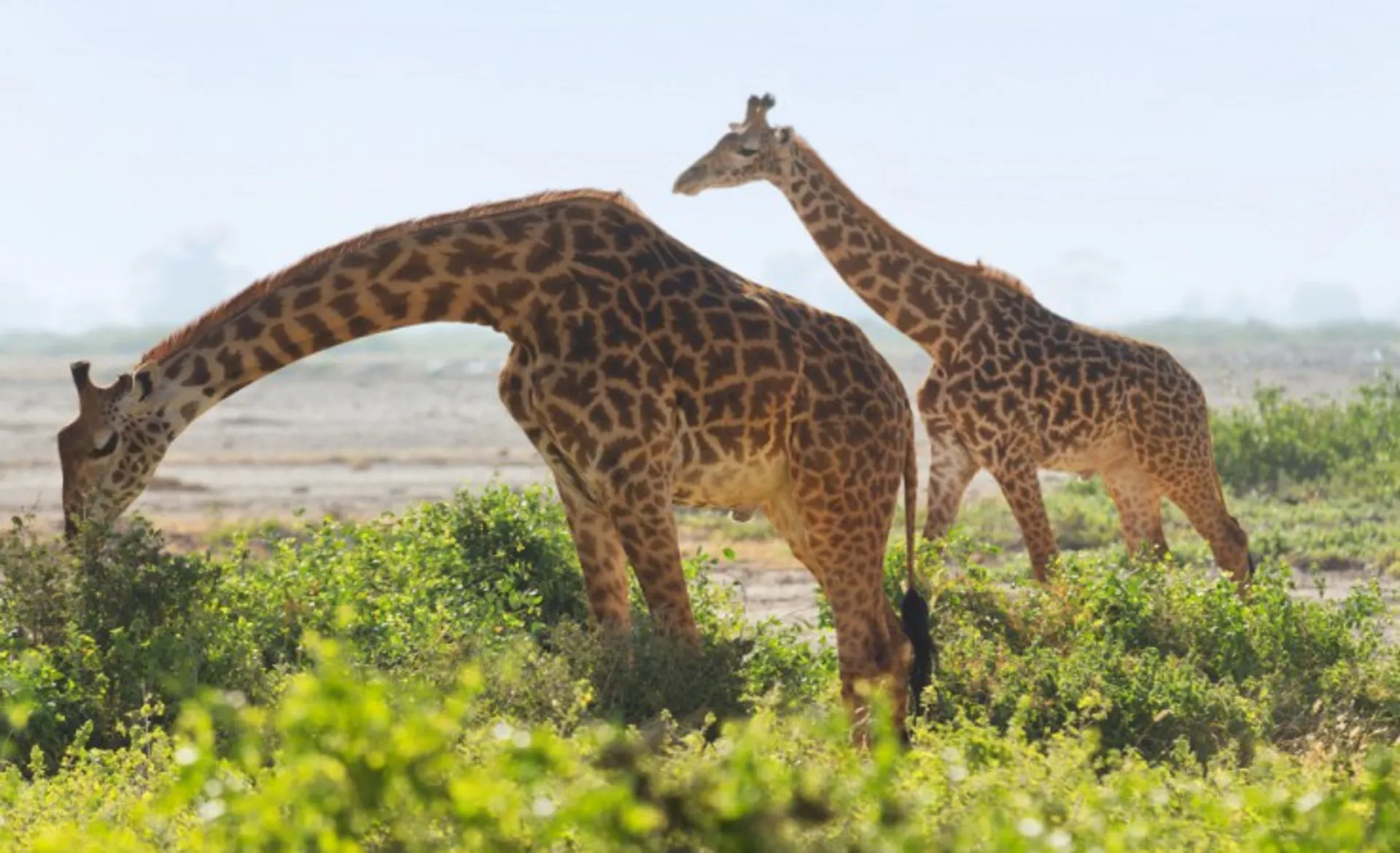 Giraffes In Amboseli