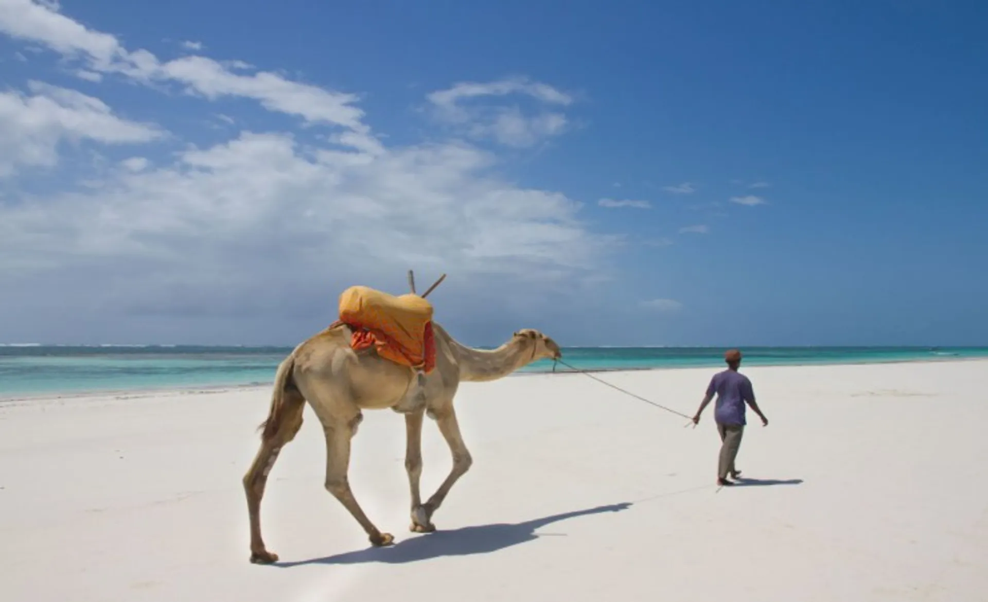 Camel On Beach