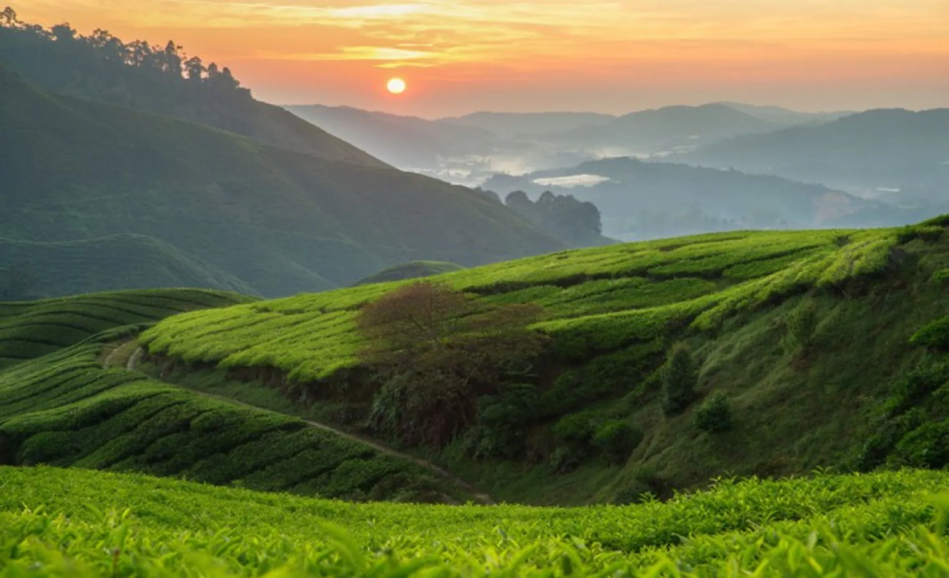 Cameron Highlands Tea Plantations