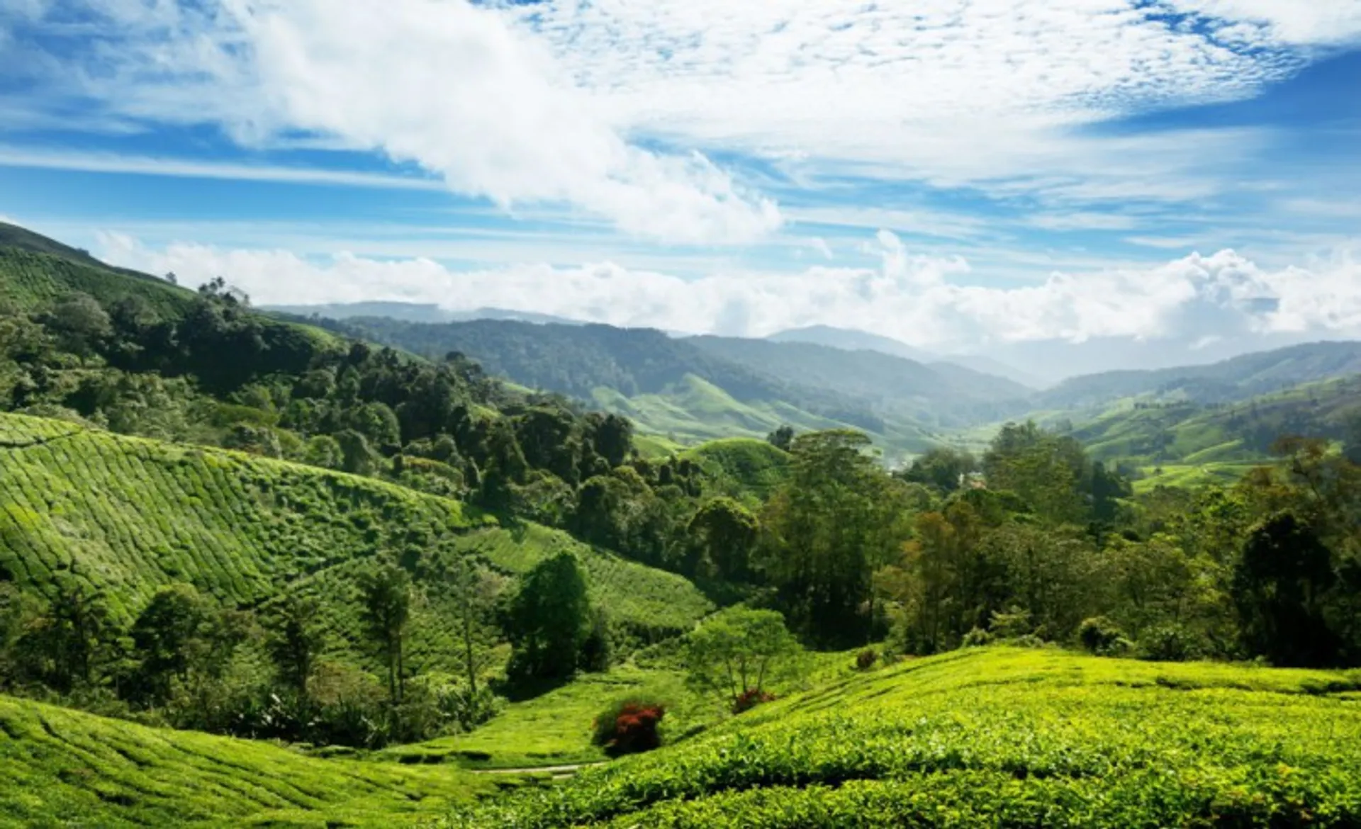 Cameron Hill Tea Plantation