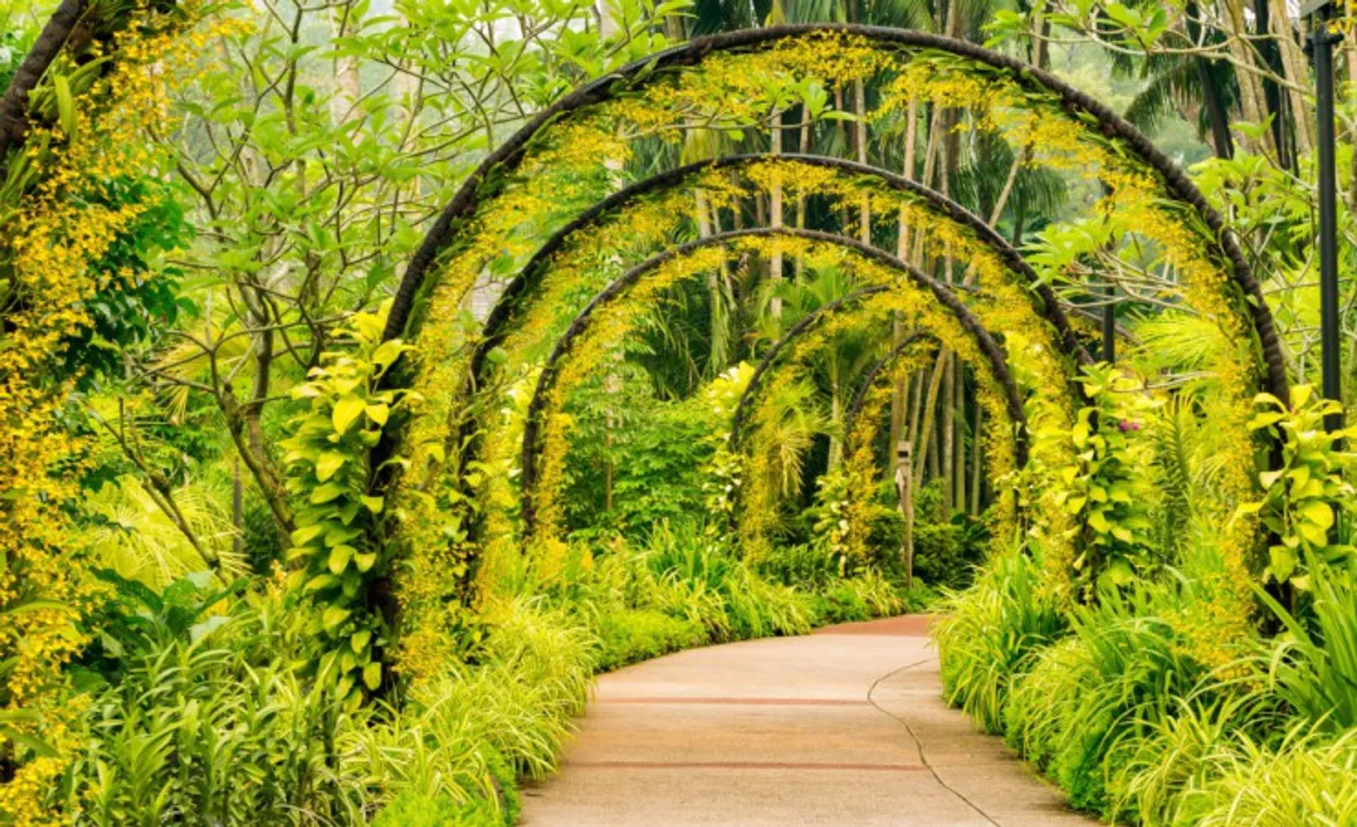 Orchid Garden