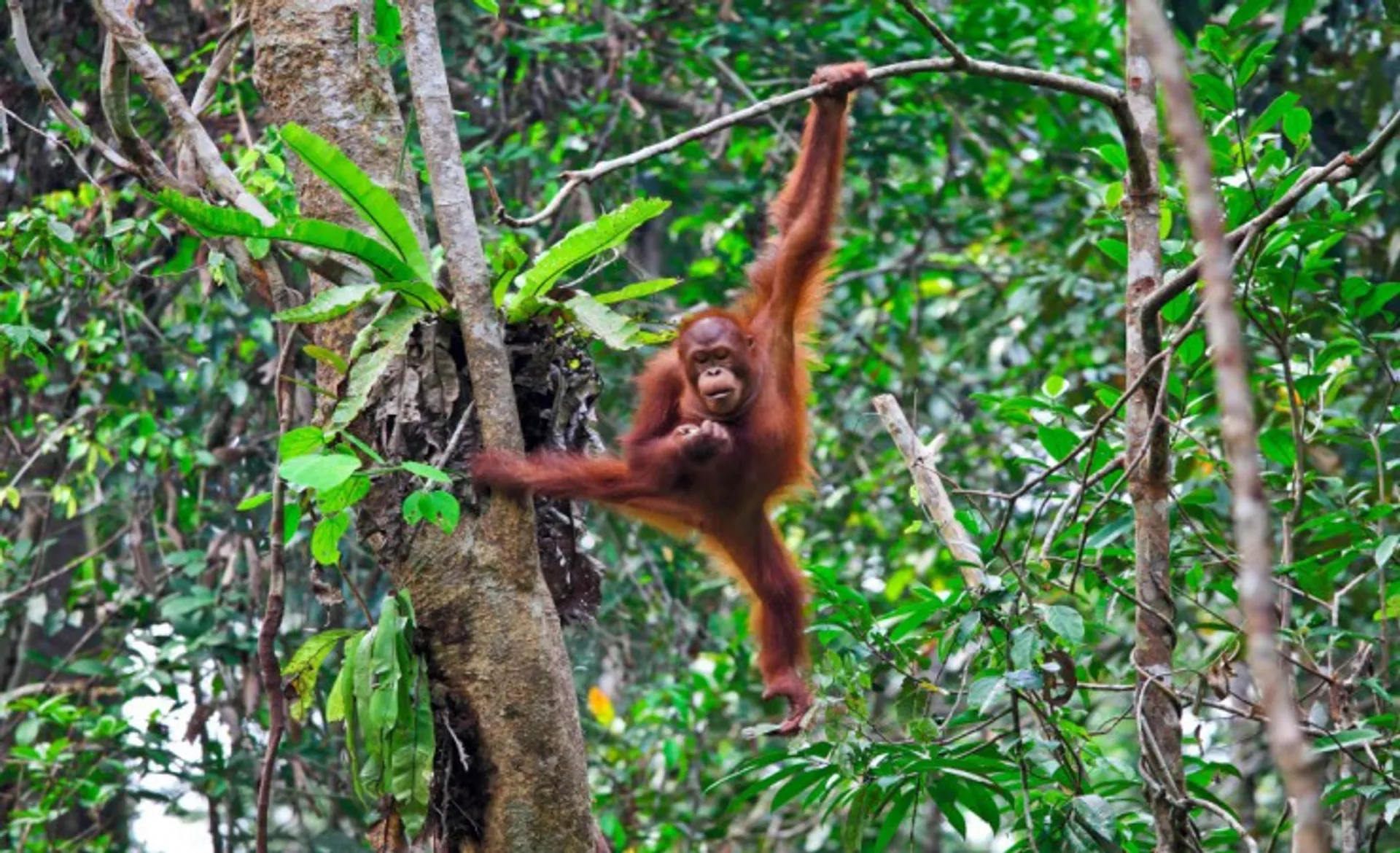 Semenggoh Wildlife Rehabilitation Centre