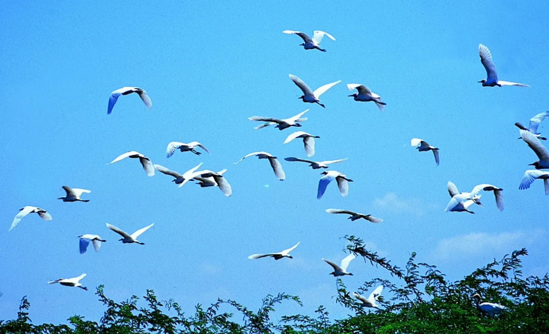 Wild Birds