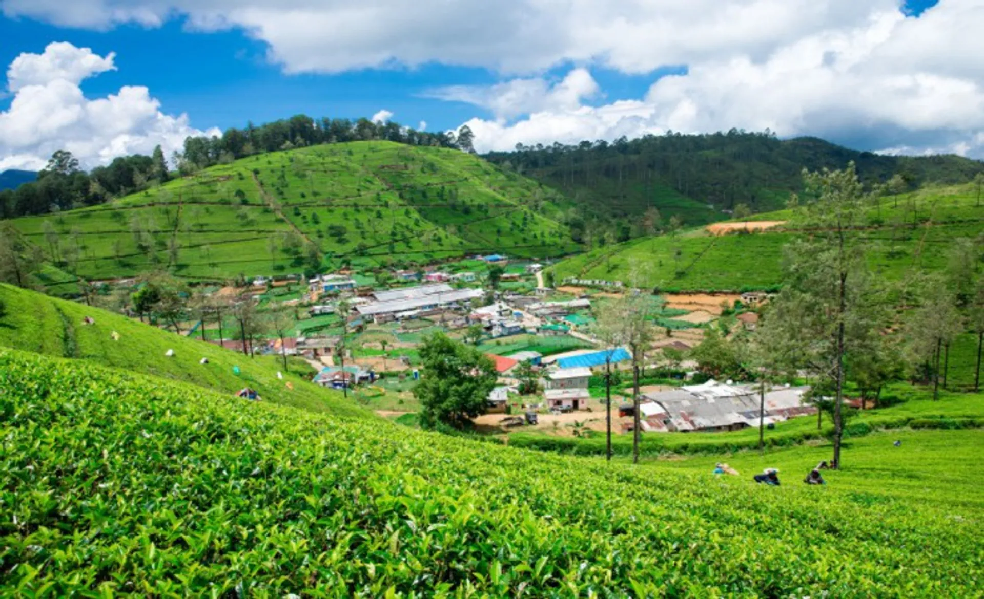 Tea Plantation