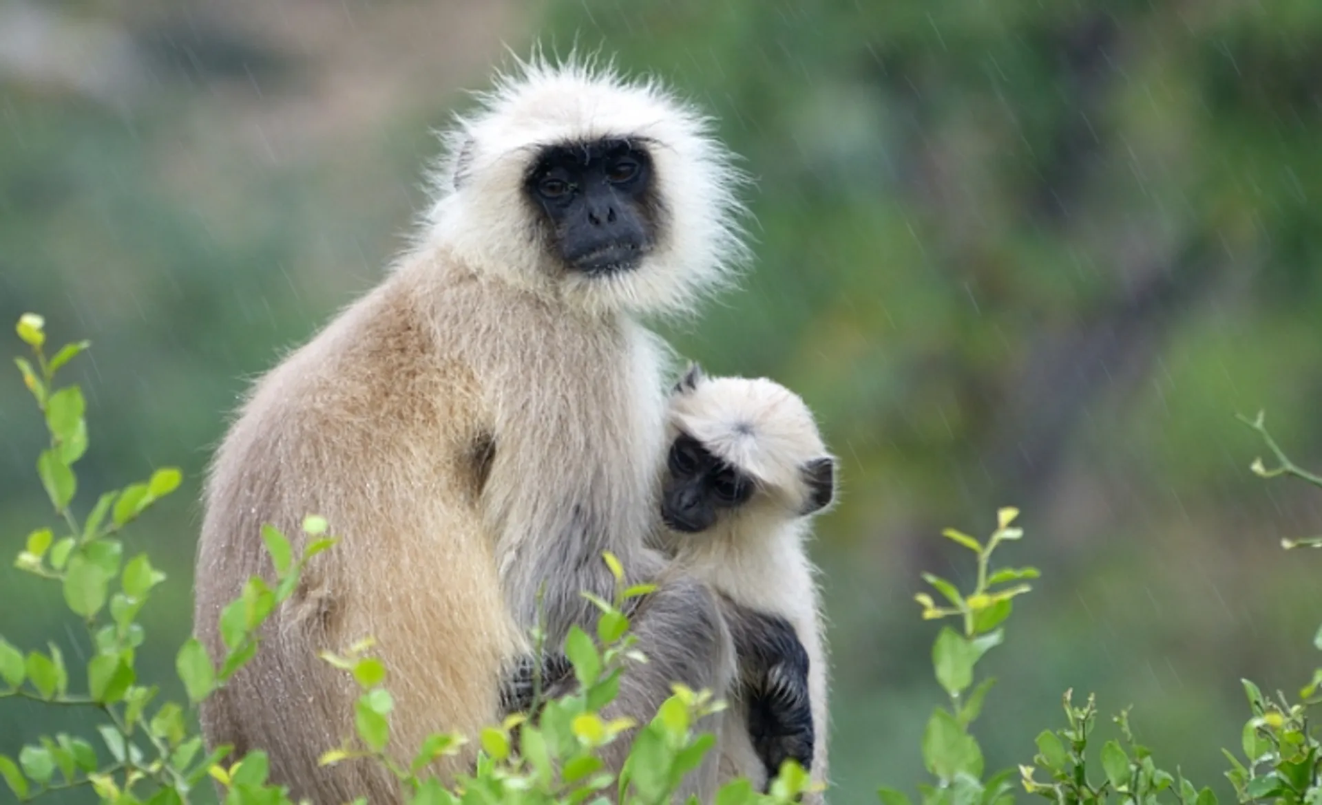 Langur Monkeys