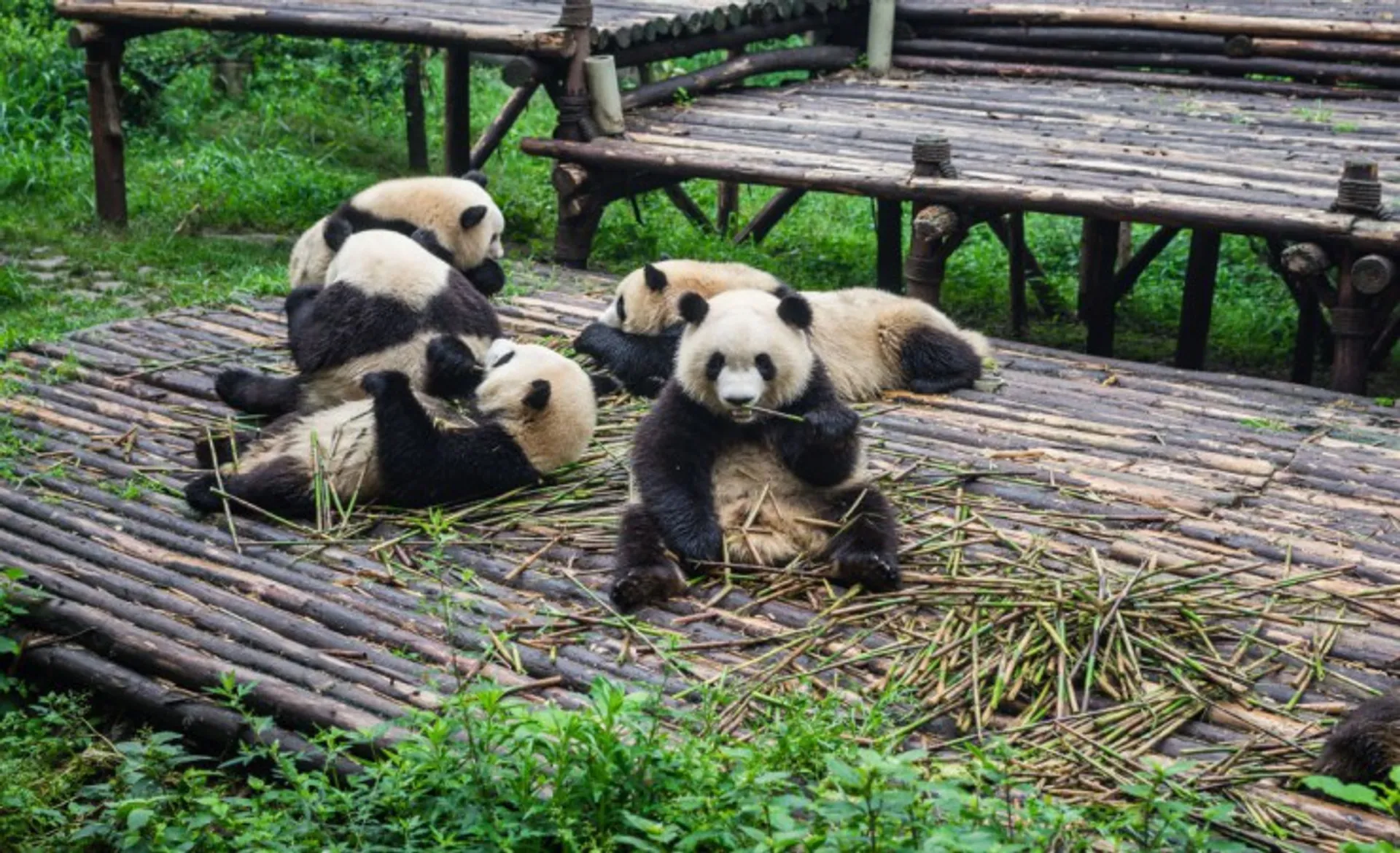 Giant Panda Breeding Center