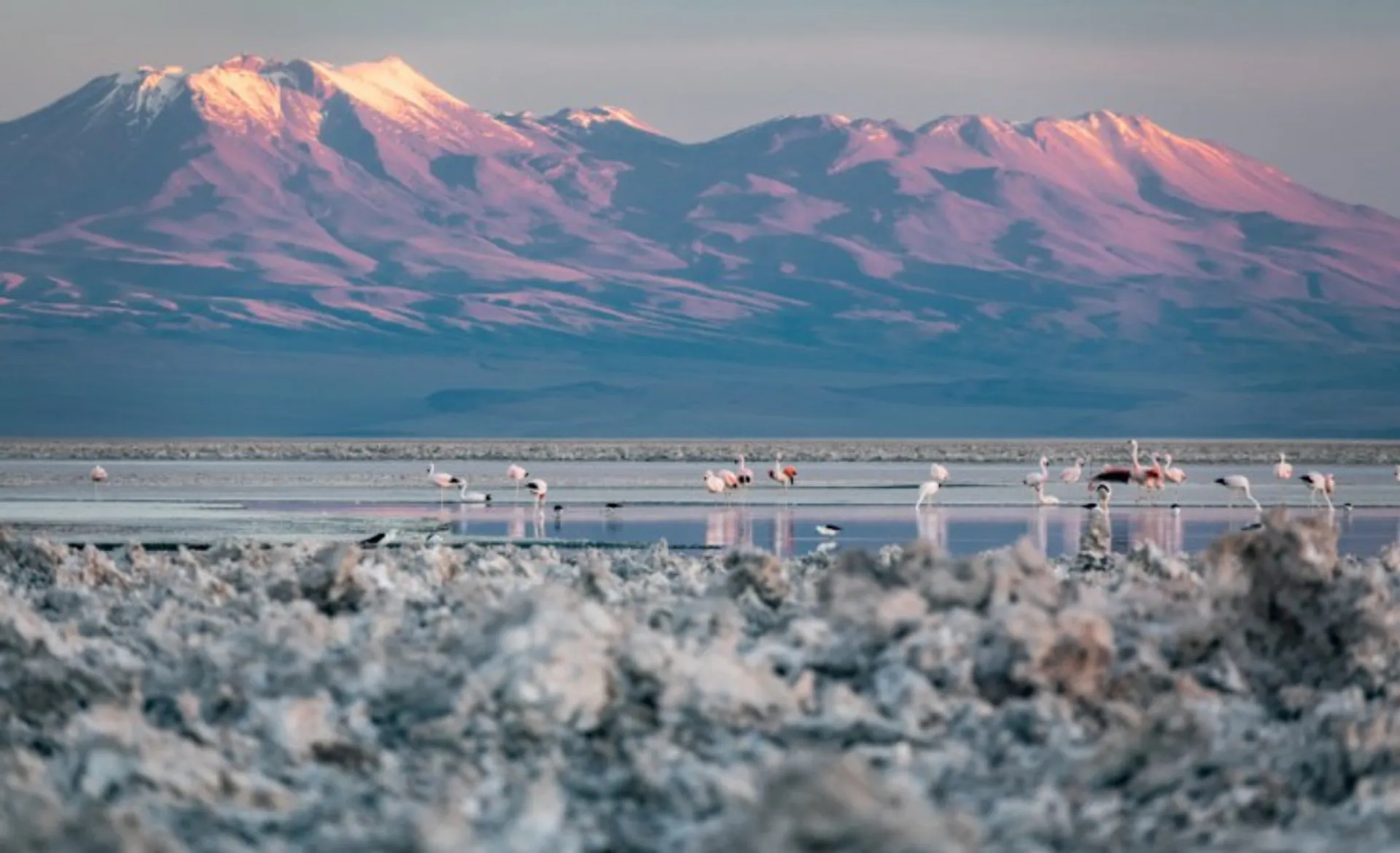Chaxa Lagoon With Flamingos