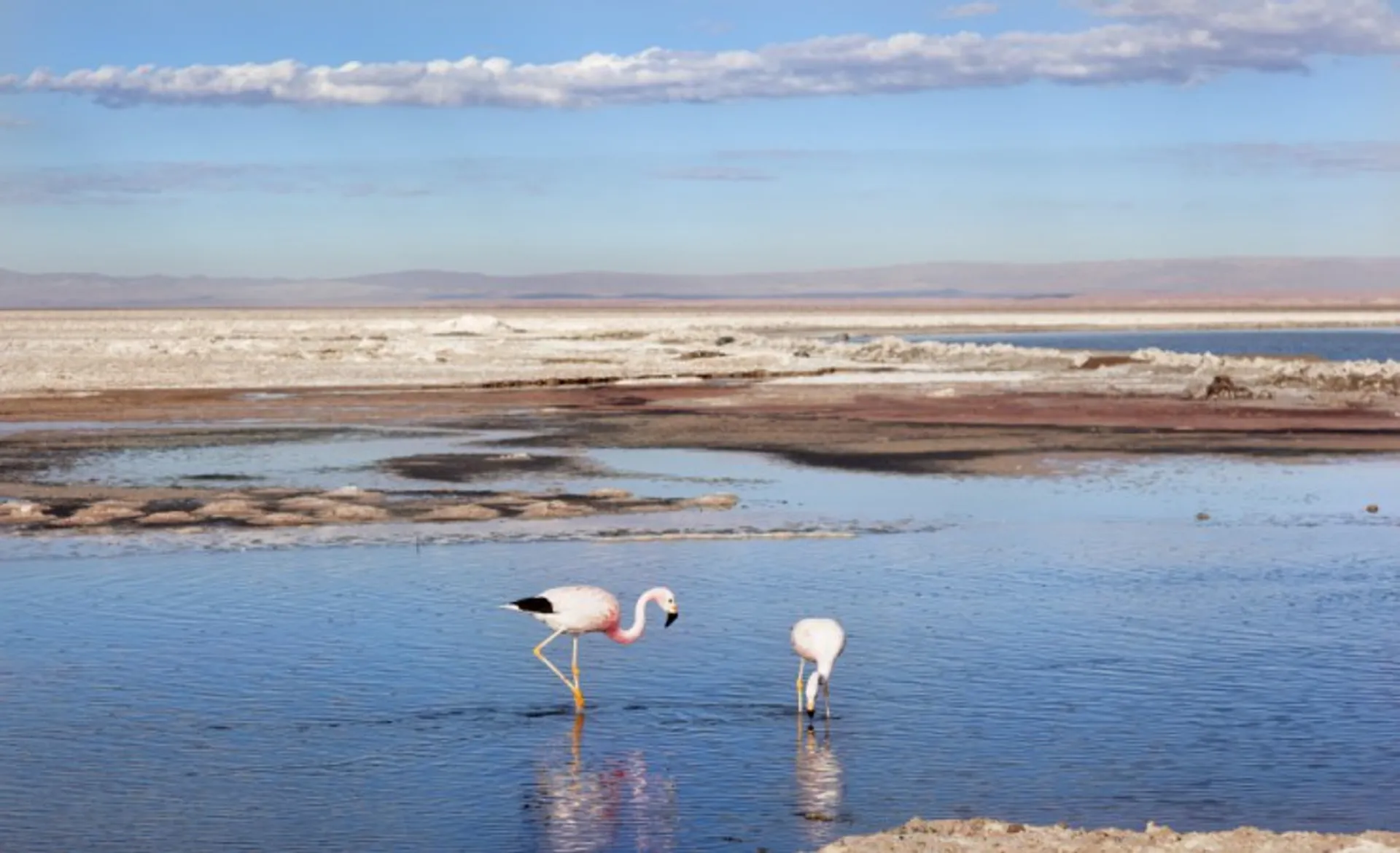 Flamingos Salar De Atacama