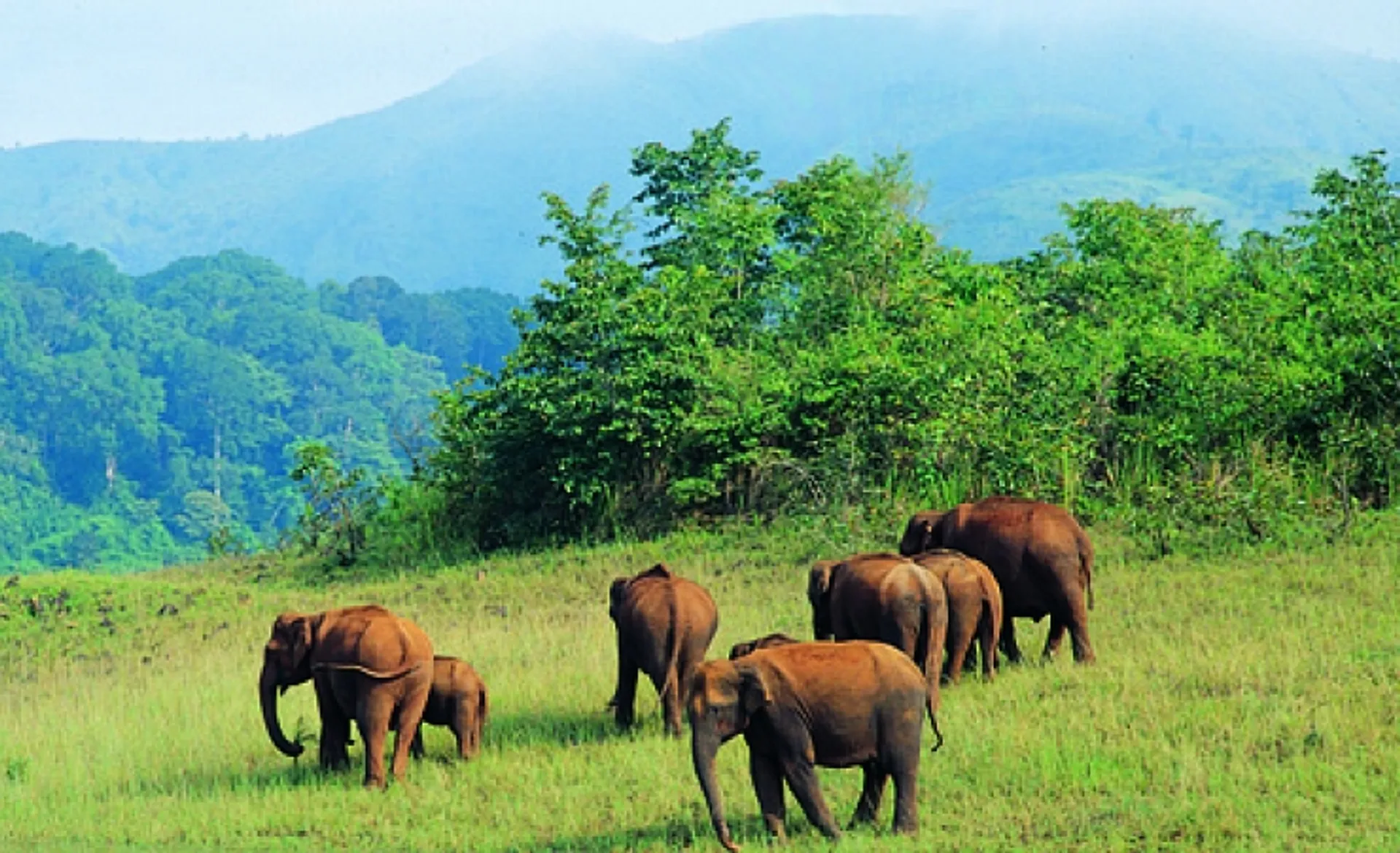 Elephants