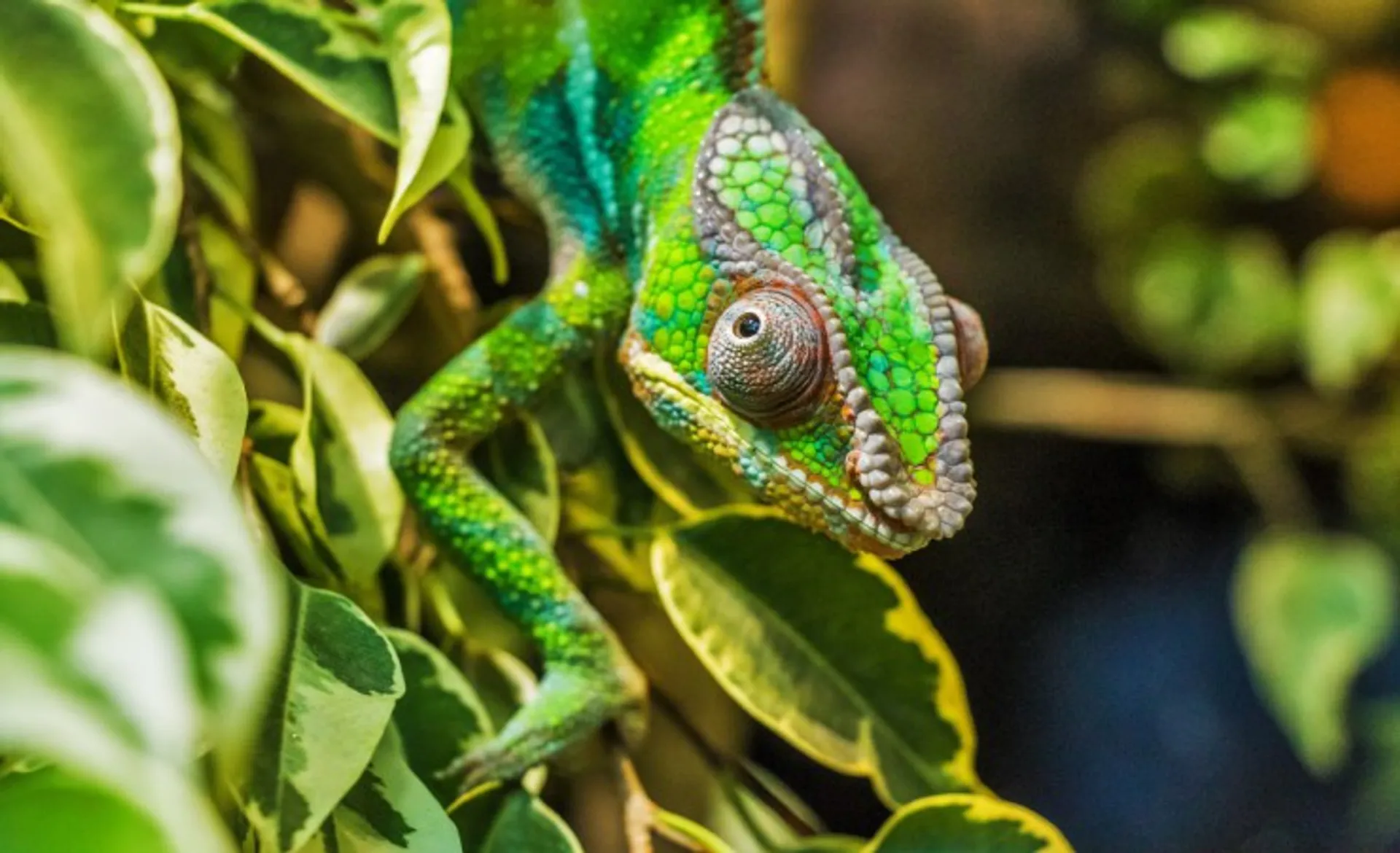 Chameleon Gd6364Ac99_1920