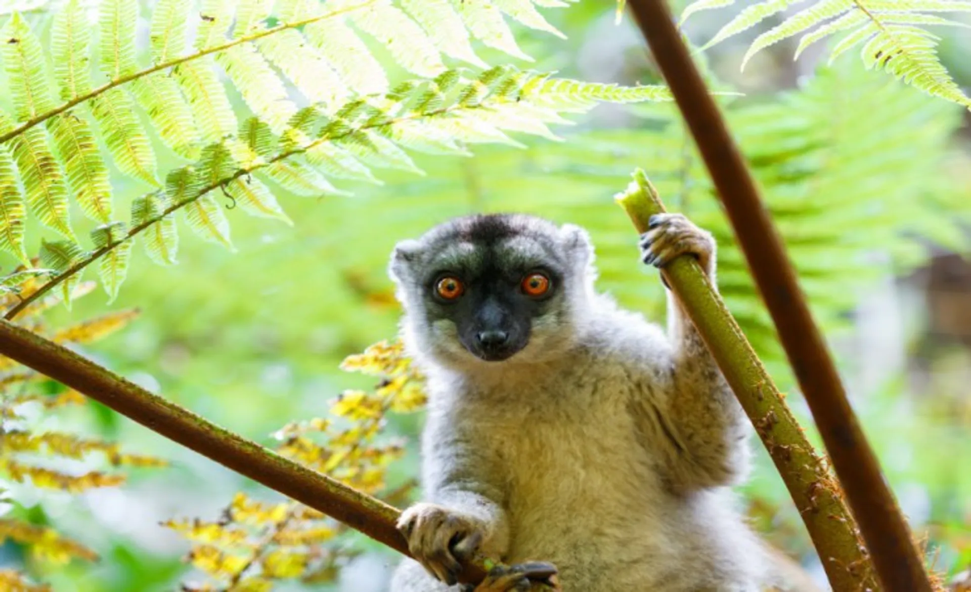 Lemur 155684261_M