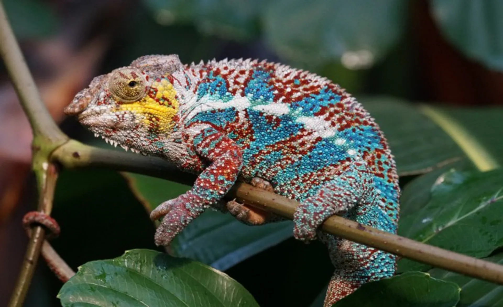 Scaly Creeper Panther Chameleon_Animals G7F8F5B886_1920