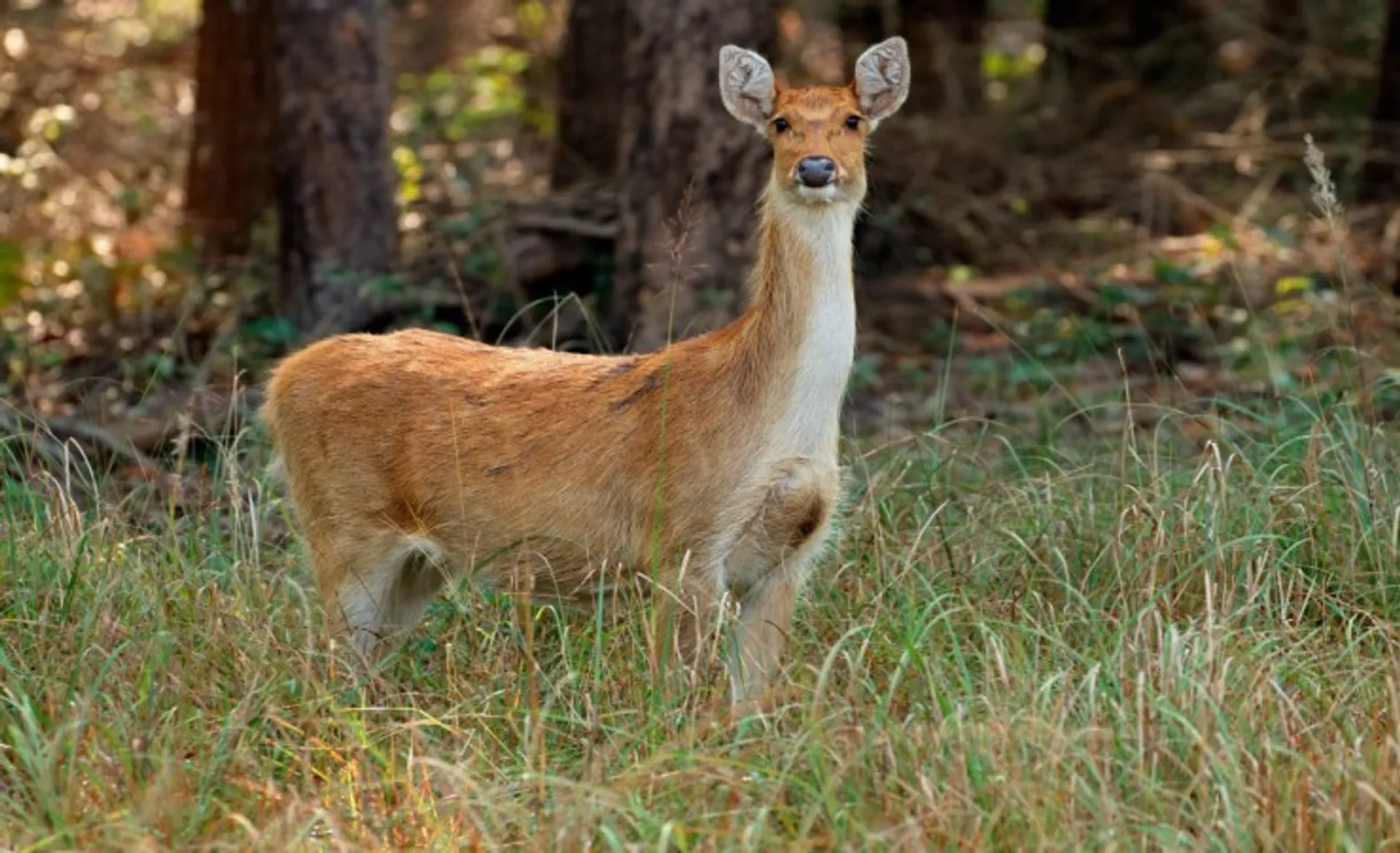 Deer Kanha National Park 94504992_M