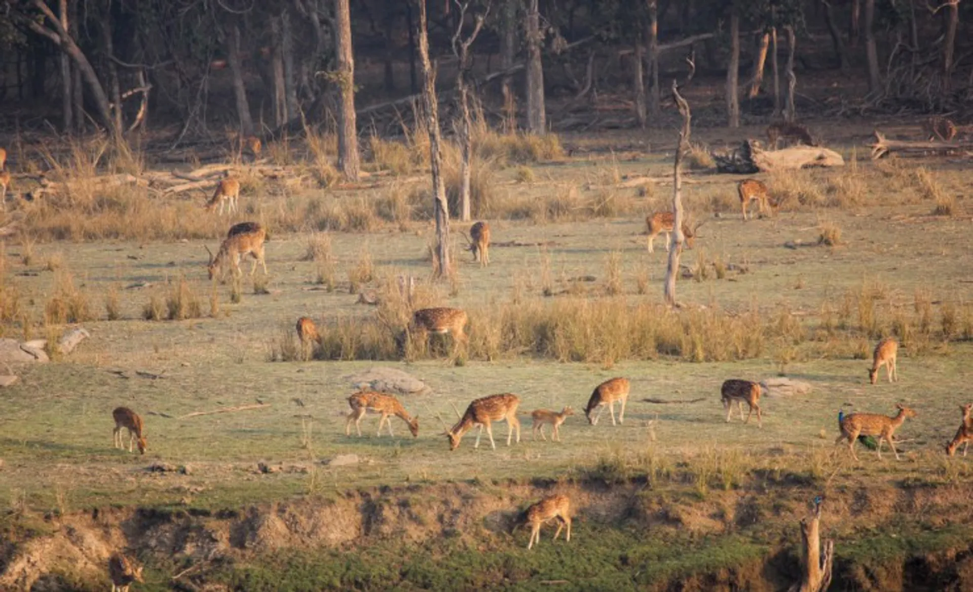 Deer_Pench National Park_Balaji Srinivasan Rxvn7D4G6Cs Unsplash