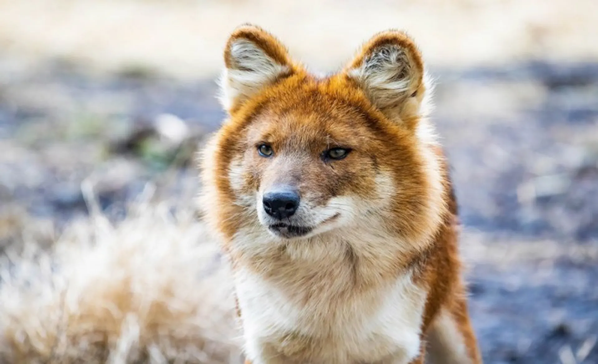 Dhole Wild Dog_182012689_L