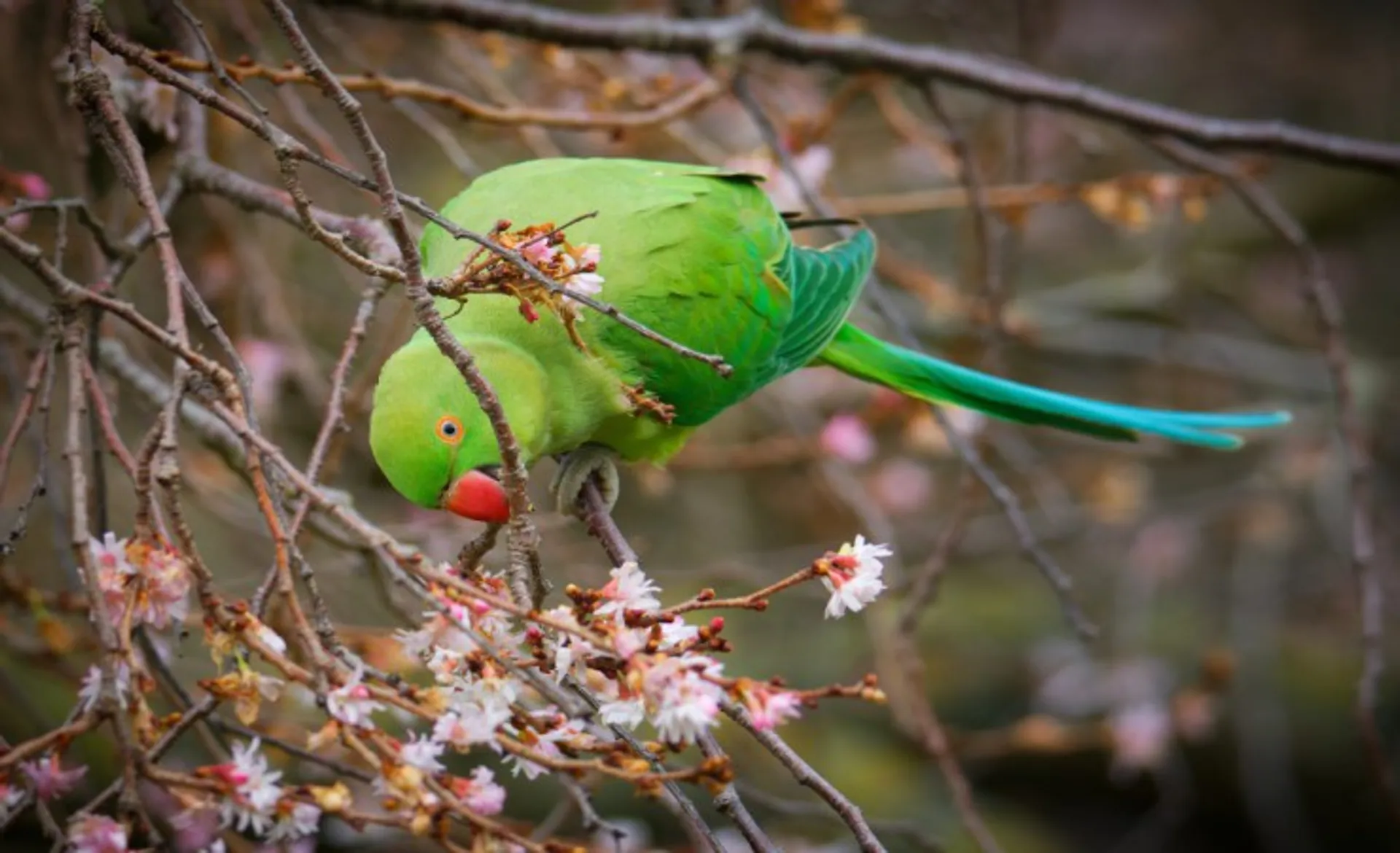 Rose Ringed Parakeet_181796392_L