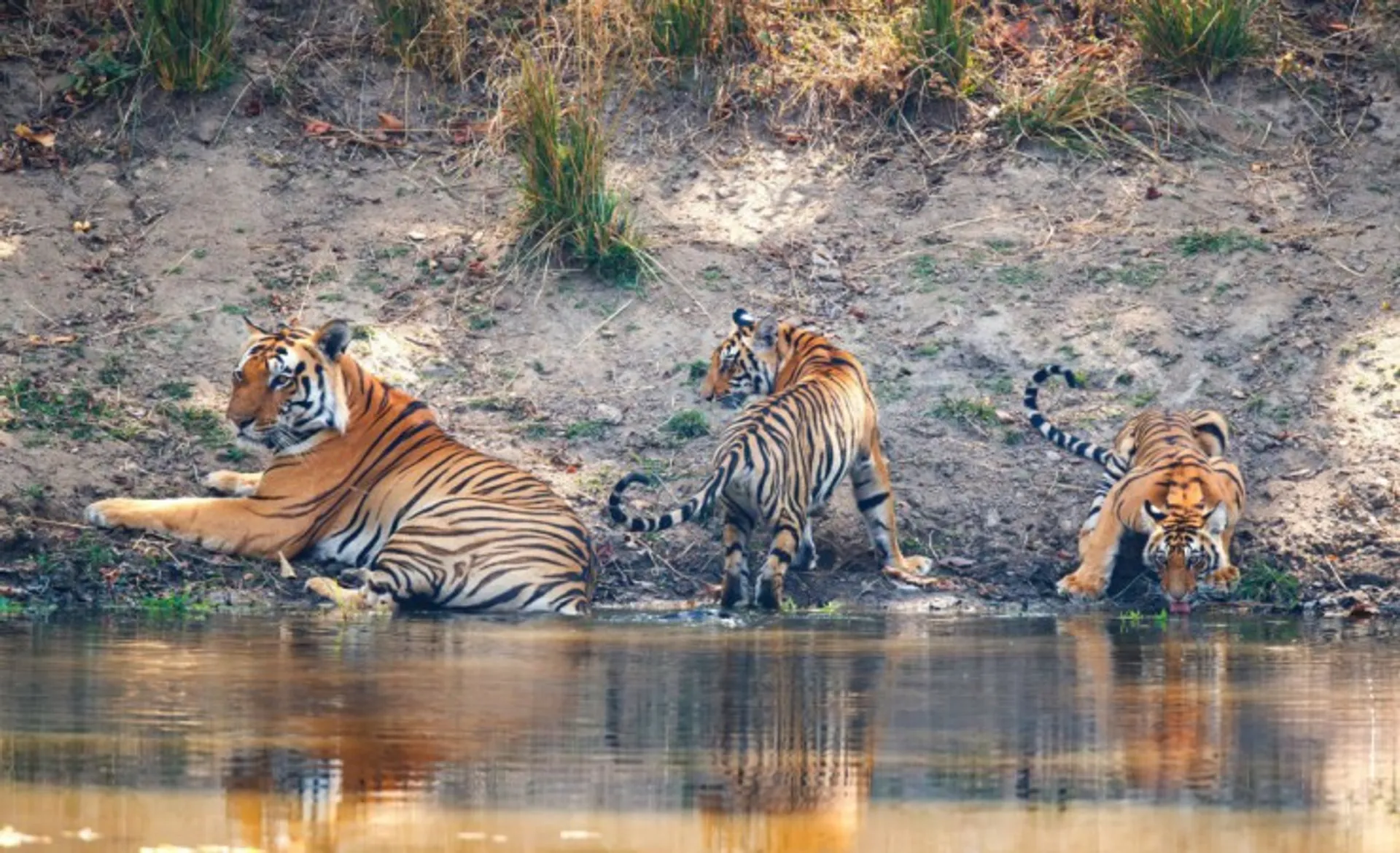 Tigers By Water Kanha 147015462_M